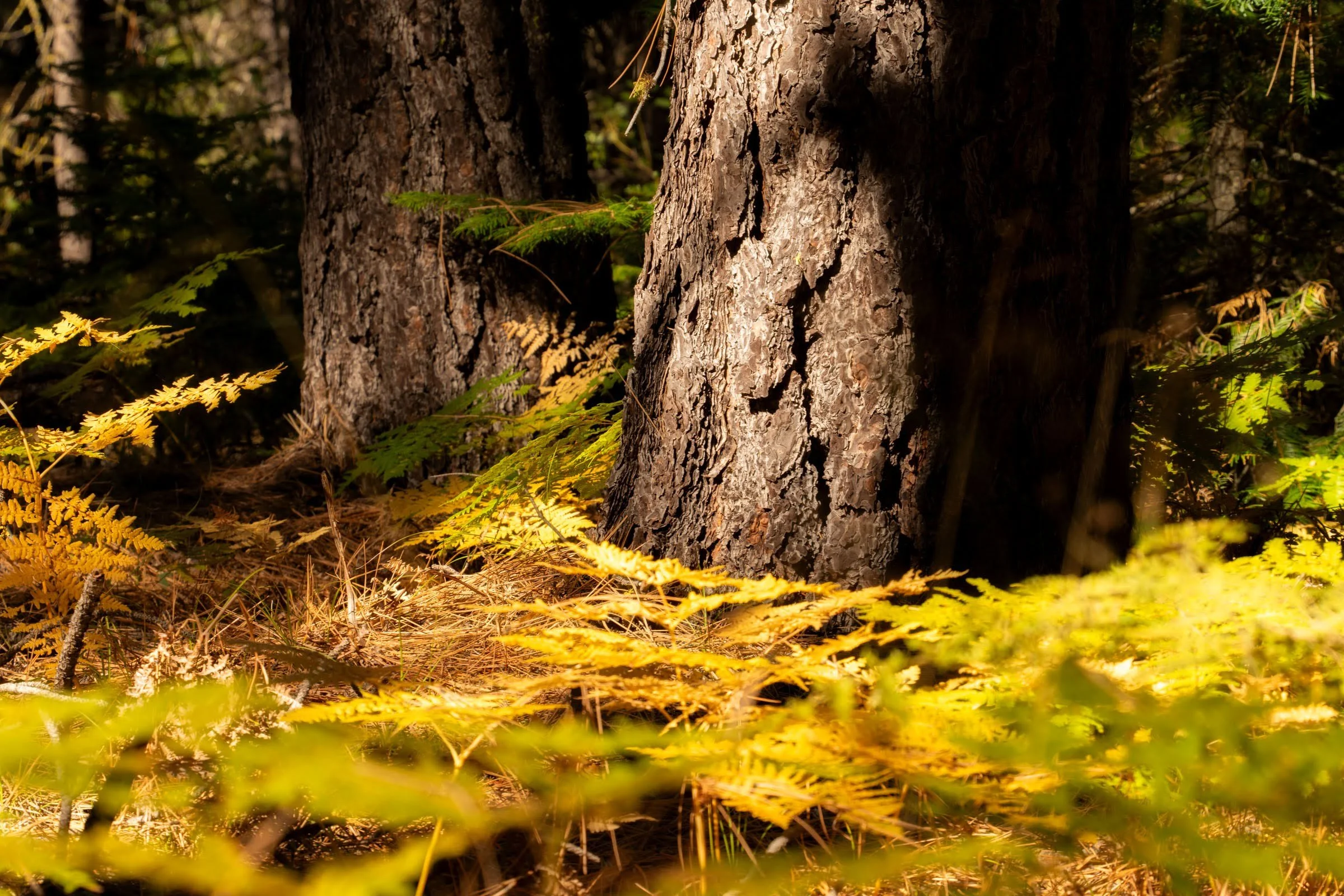 Fall Autumn2025 Deschutes Land Trust Metolius Preserve Photographyby 2400ox webres