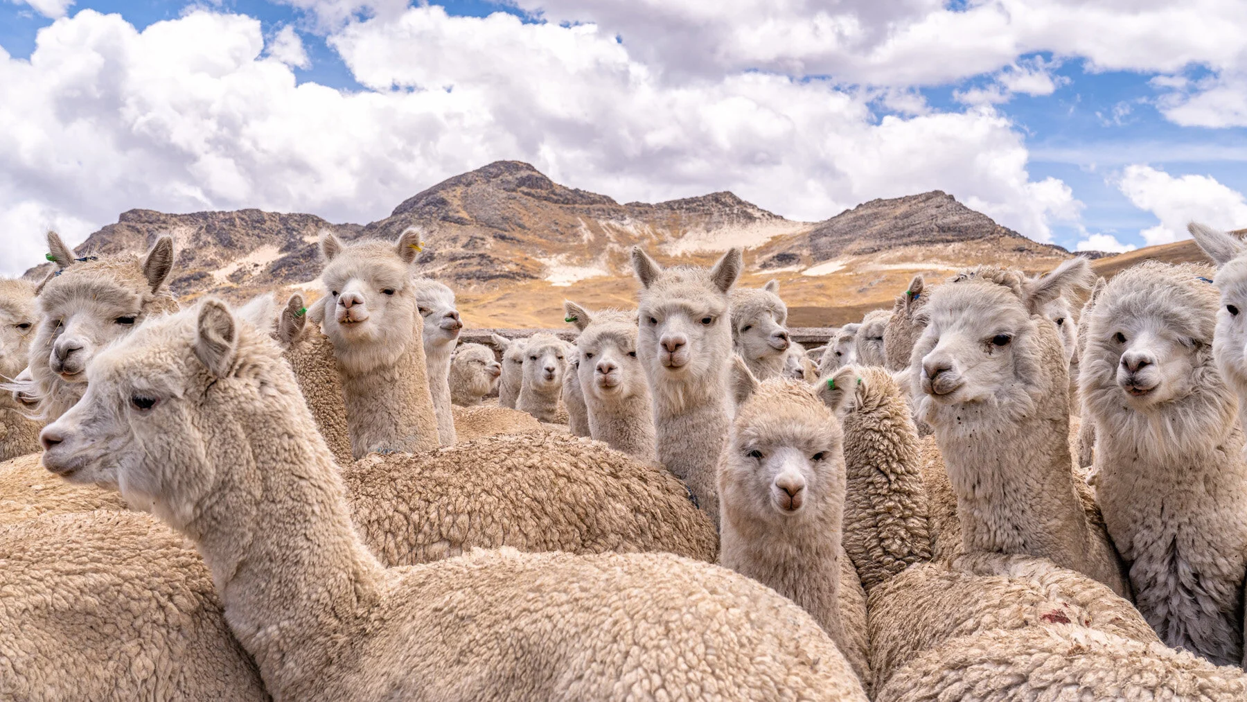 Andes Mountains Peru Quechua Benefit Picotani Spar Macusani Alpaca