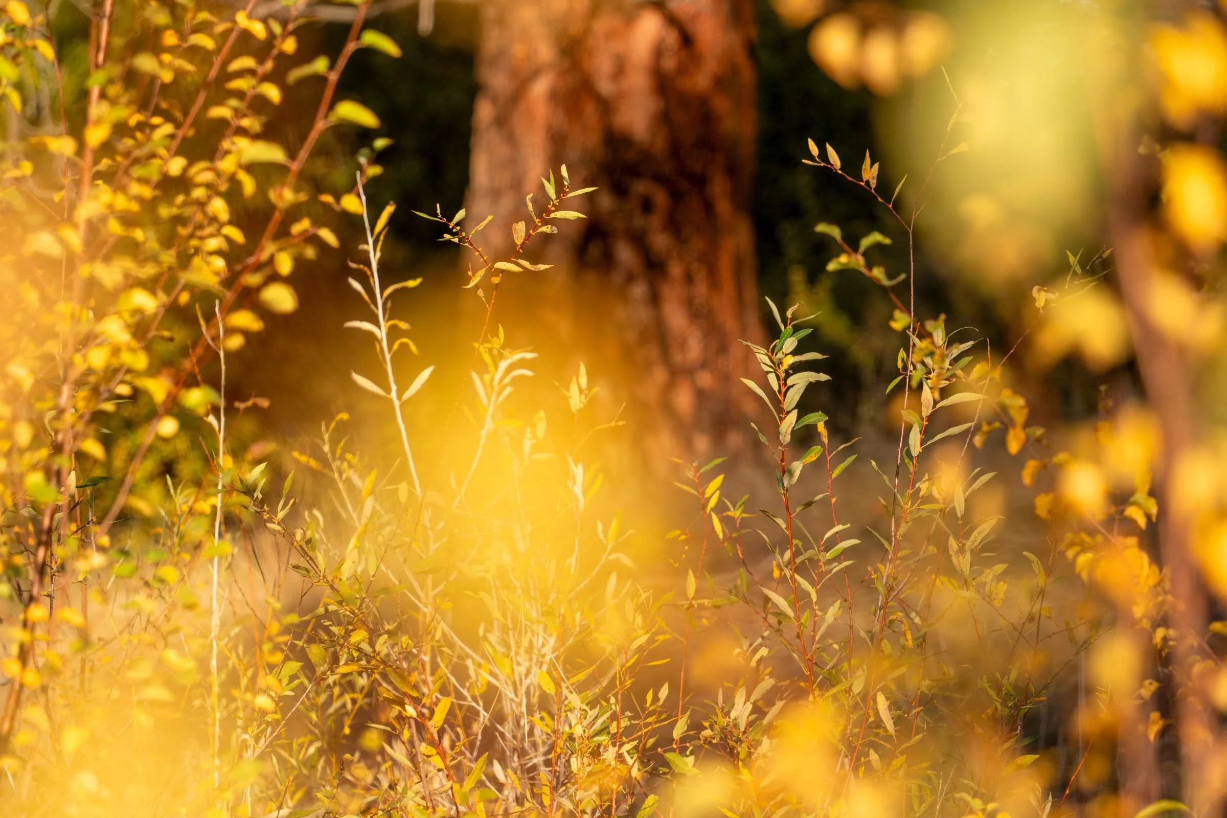 Camp Polk Meadow Preserve Fall2025 Deschutes Land Trust Paulina Creek Preserve Photographyby 2400px webres