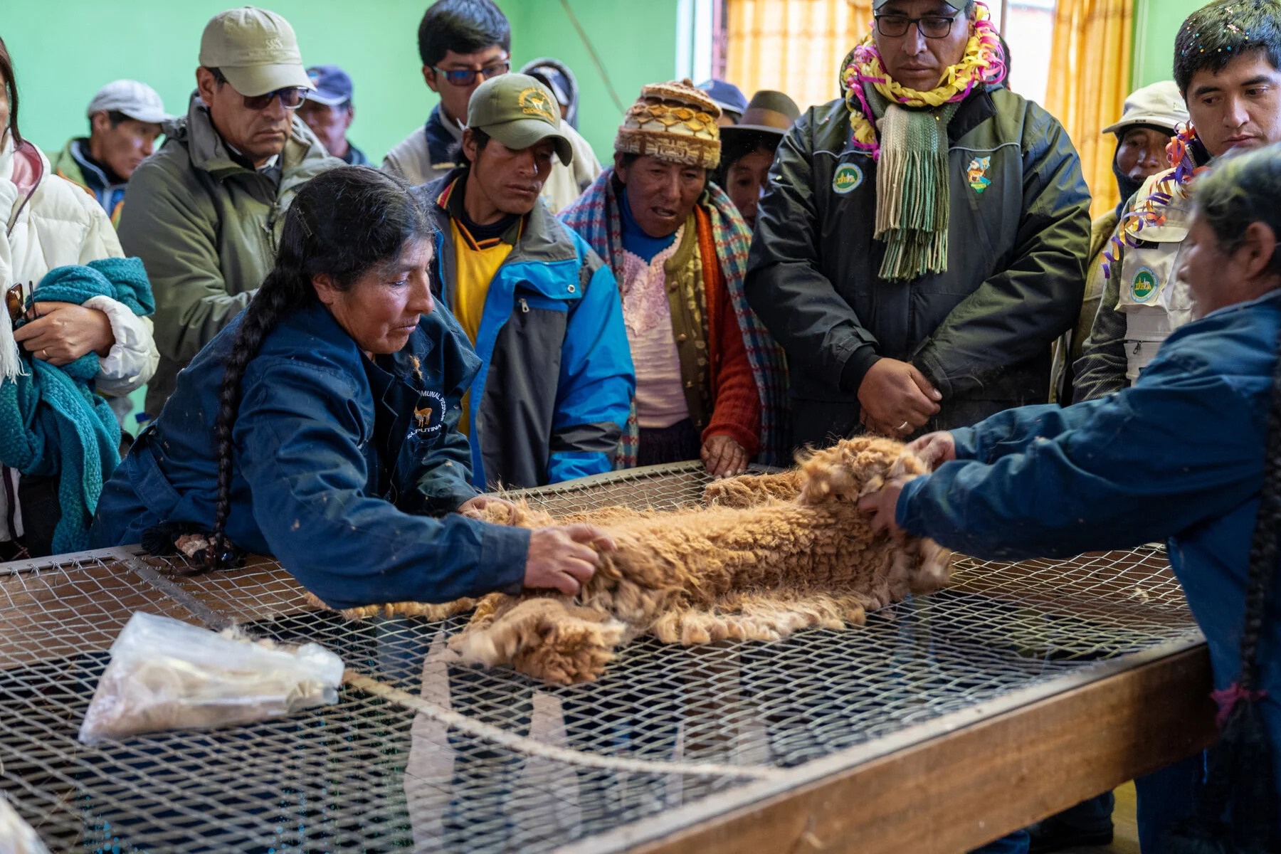 Andes Mountains Peru Quechua Benefit Picotani Vicuna Chaccu