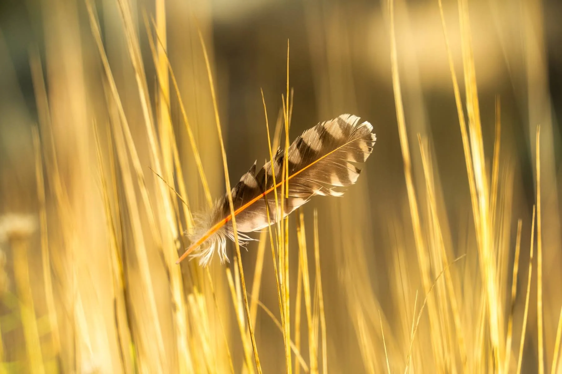 Fall2023 Whychus Canyon Preserve Deschutes Land Trust Sisters Oregon Photographyby 1800px webres