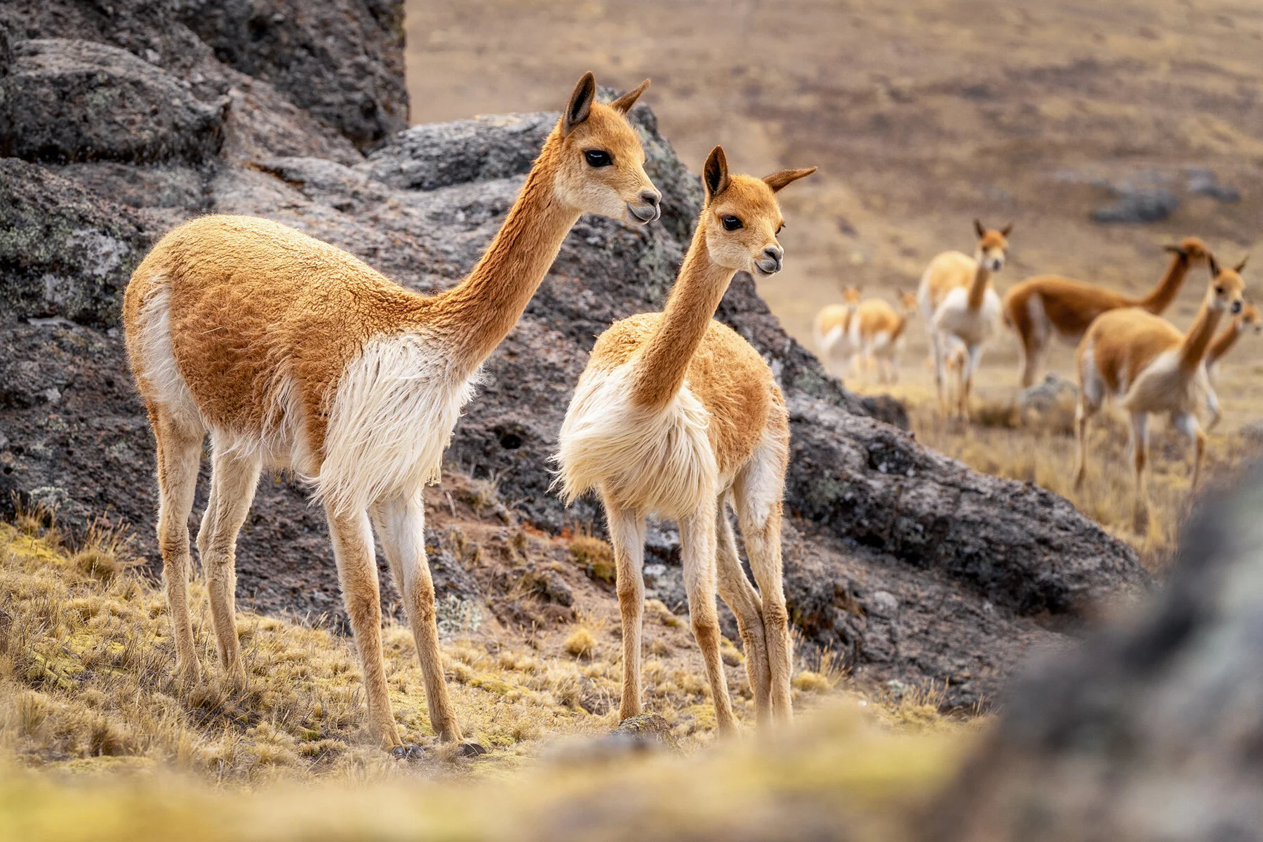 Andes Mountains Peru Quechua Benefit Picotani Vicuna Chaccu