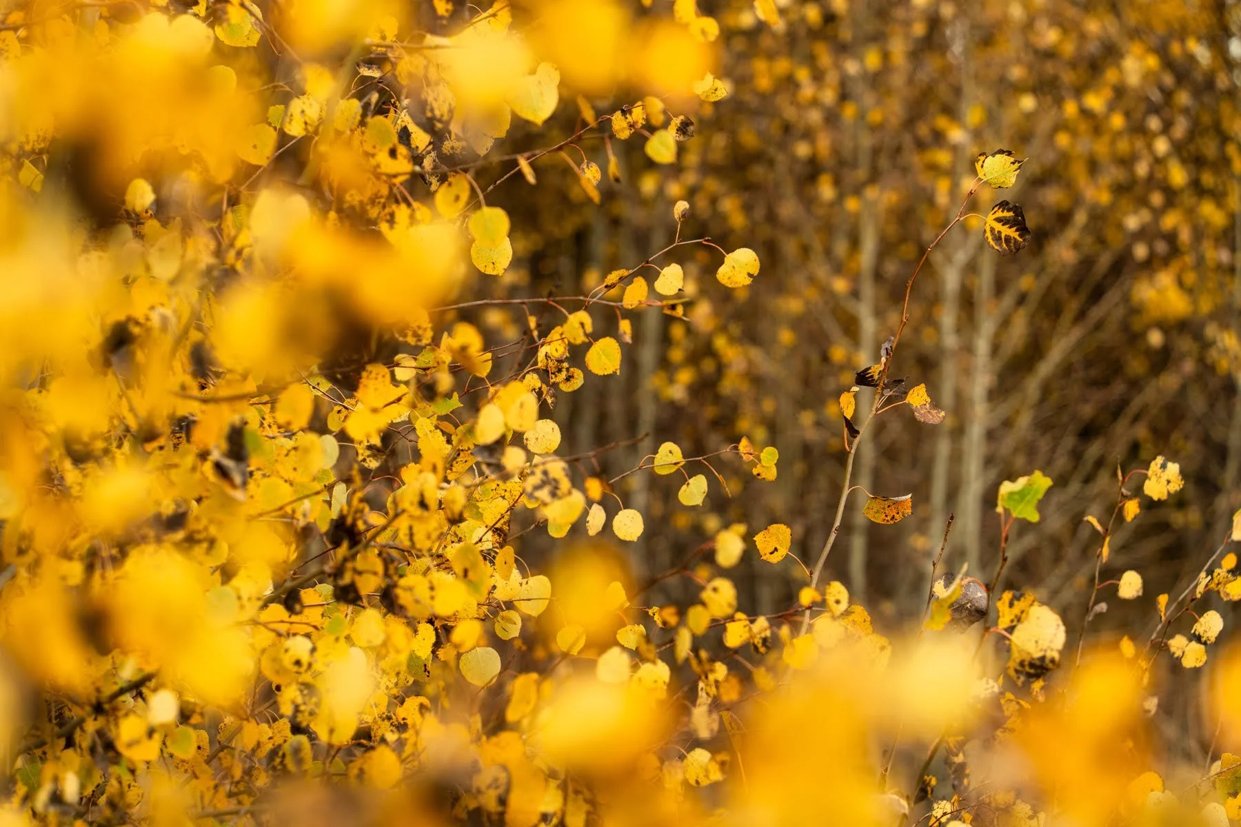 Fall2023 Camp Polk Meadow Preserve Deschutes Land Trust Sisters Oregon Photographyby 1800px webres
