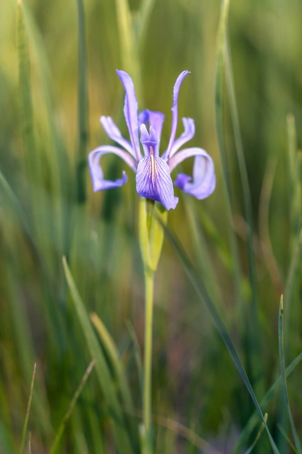Camp Polk Meadow Preserve Deschutes Land Trust Sisters Bend Oregon Photographyby 1800px