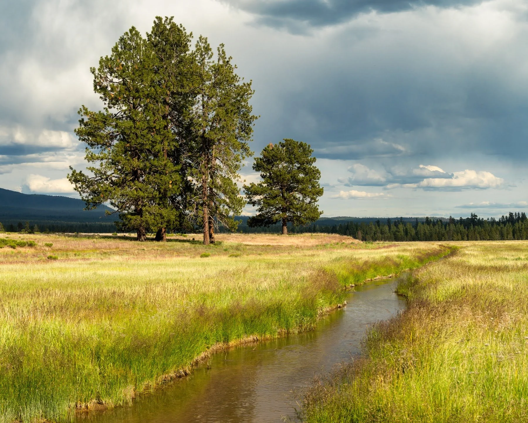 Spring2023 Paulina Creek Preserve Deschutes Land Trust Sisters Oregon Photographyby 1800px webres