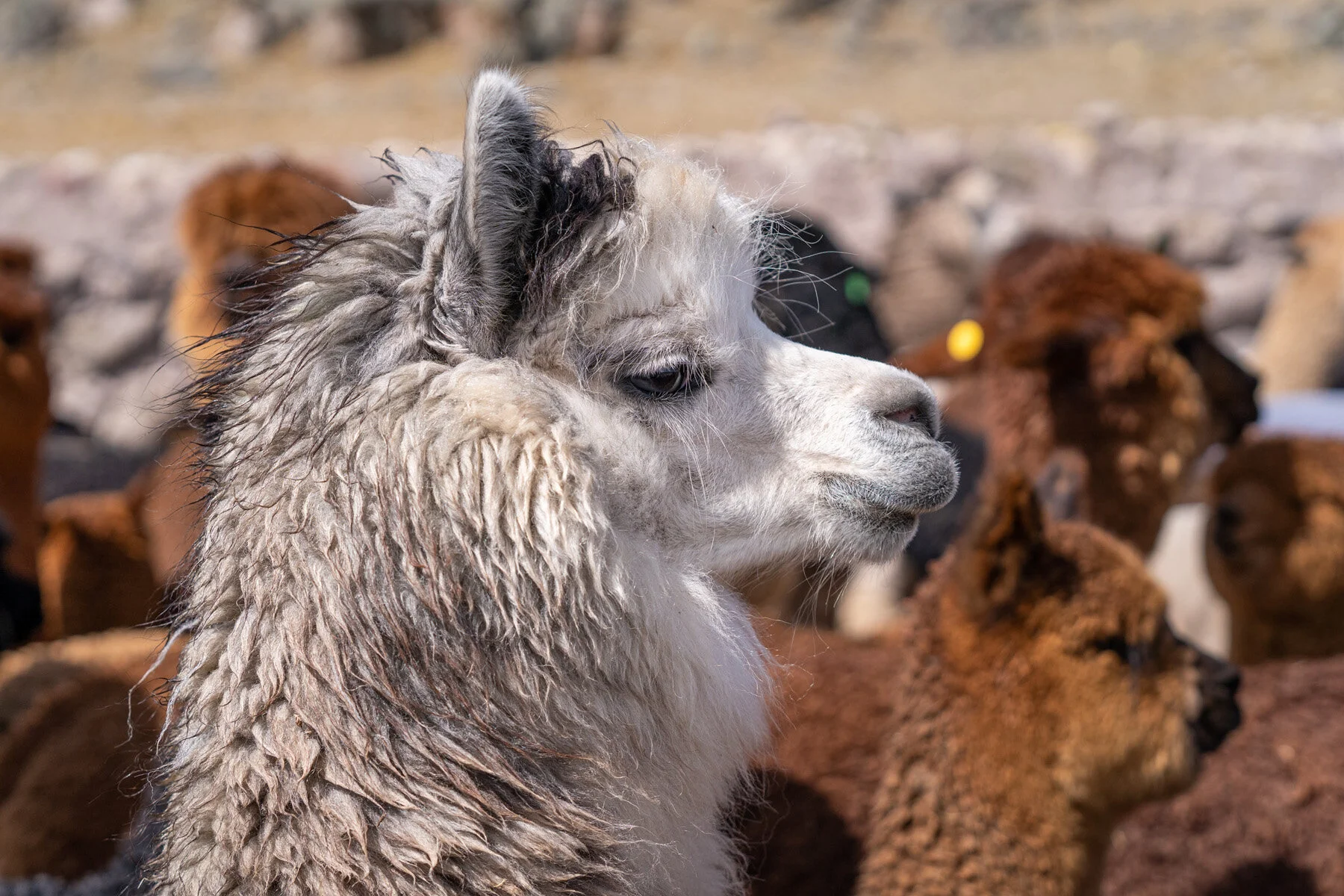 Andes Mountains Peru Quechua Benefit Picotani Spar Macusani Alpaca