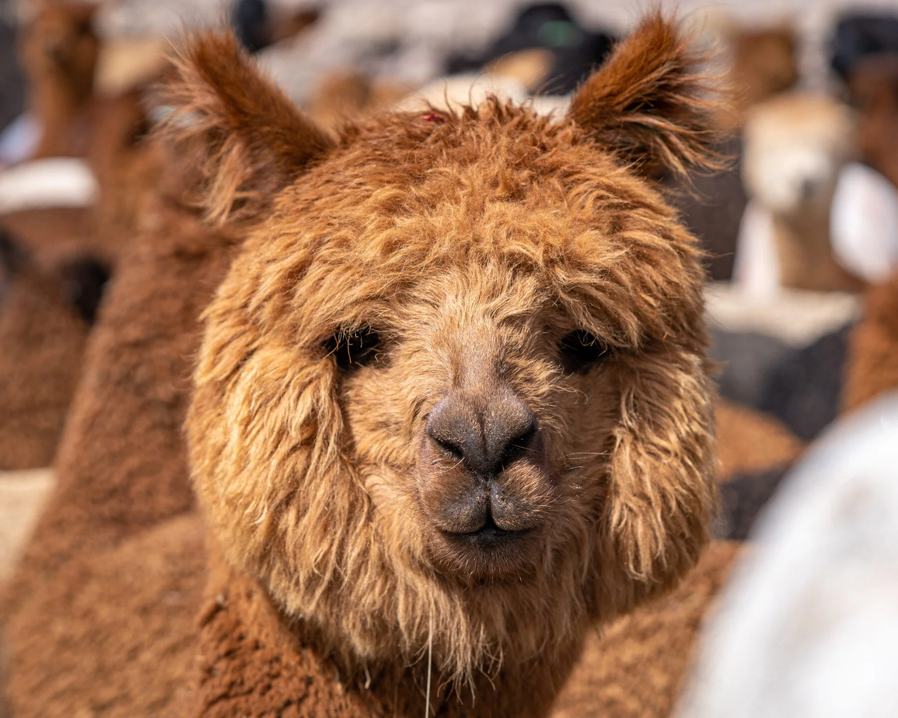 Andes Mountains Peru Quechua Benefit Picotani Spar Macusani Alpaca