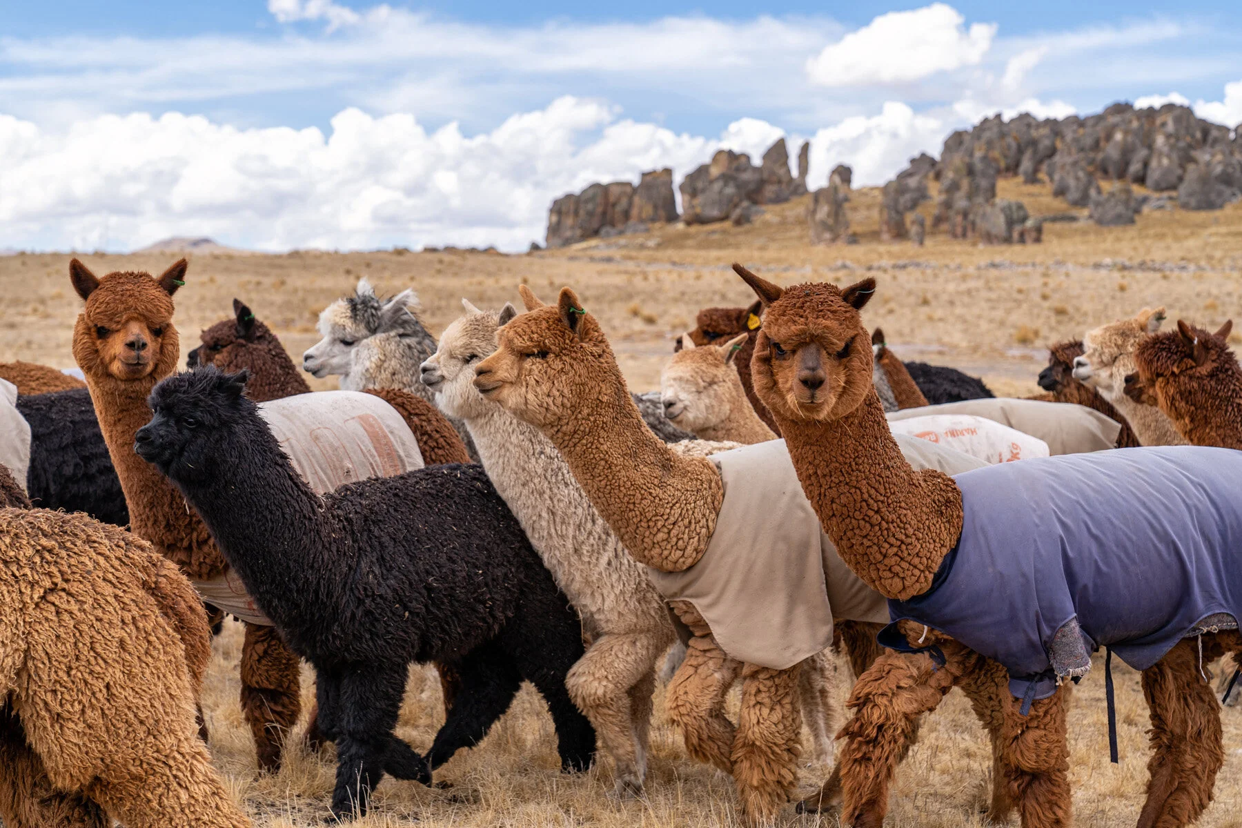 Andes Mountains Peru Quechua Benefit Picotani Spar Macusani Alpaca