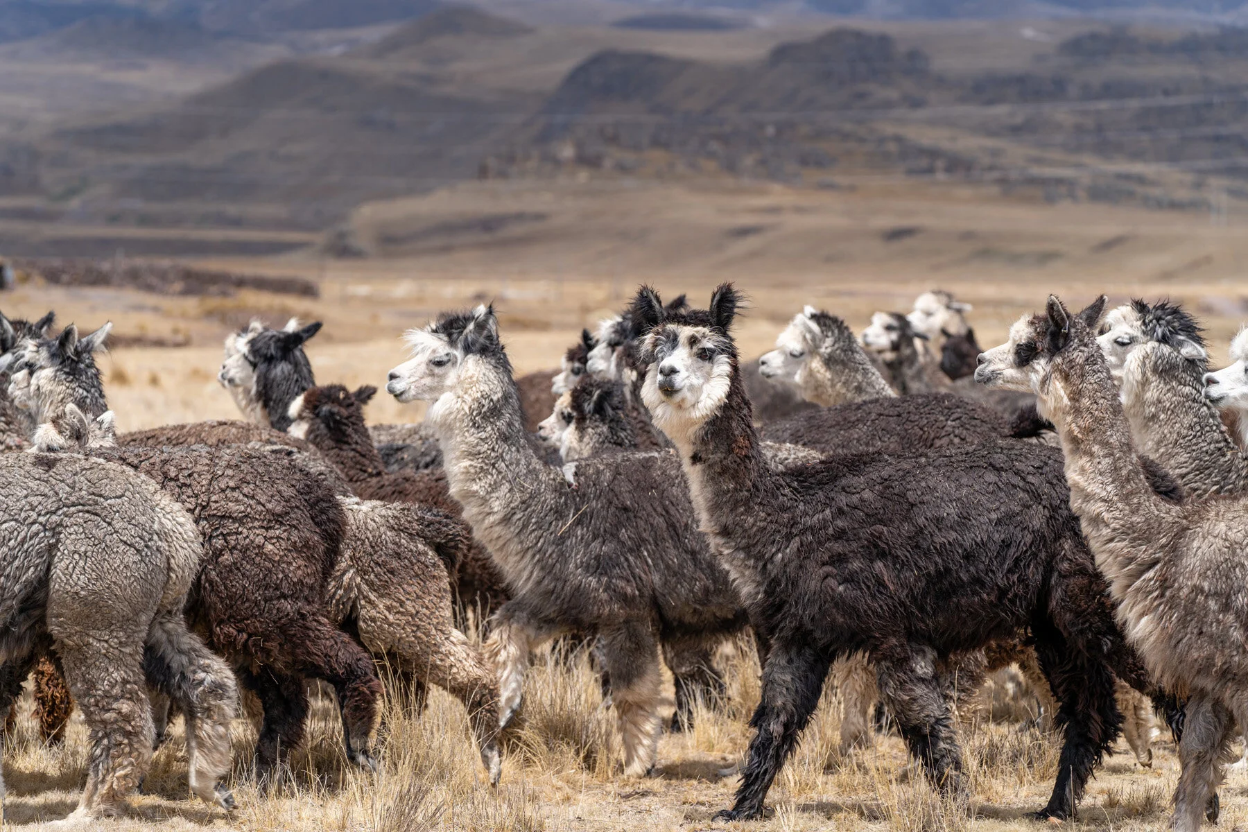 Andes Mountains Peru Quechua Benefit Picotani Spar Macusani Alpaca