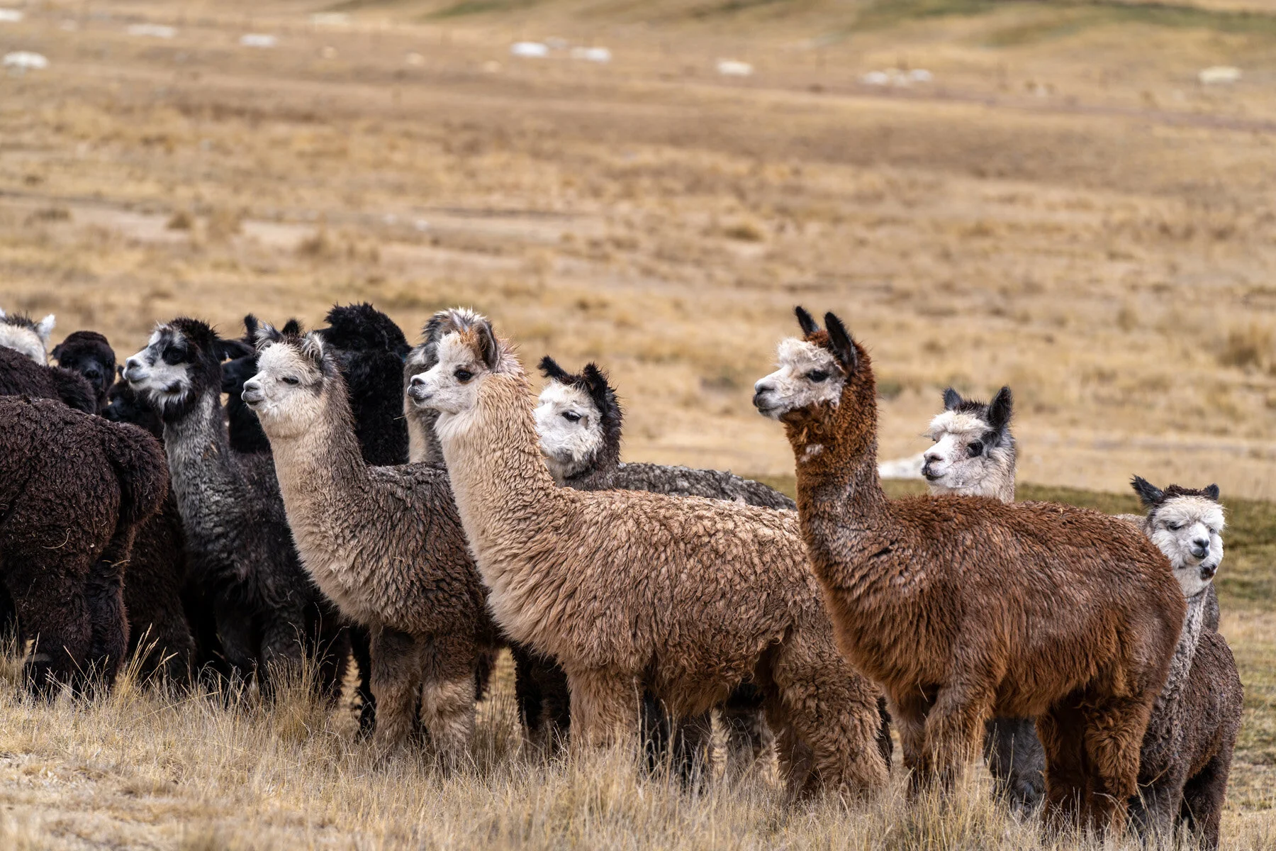 Andes Mountains Peru Quechua Benefit Picotani Spar Macusani Alpaca