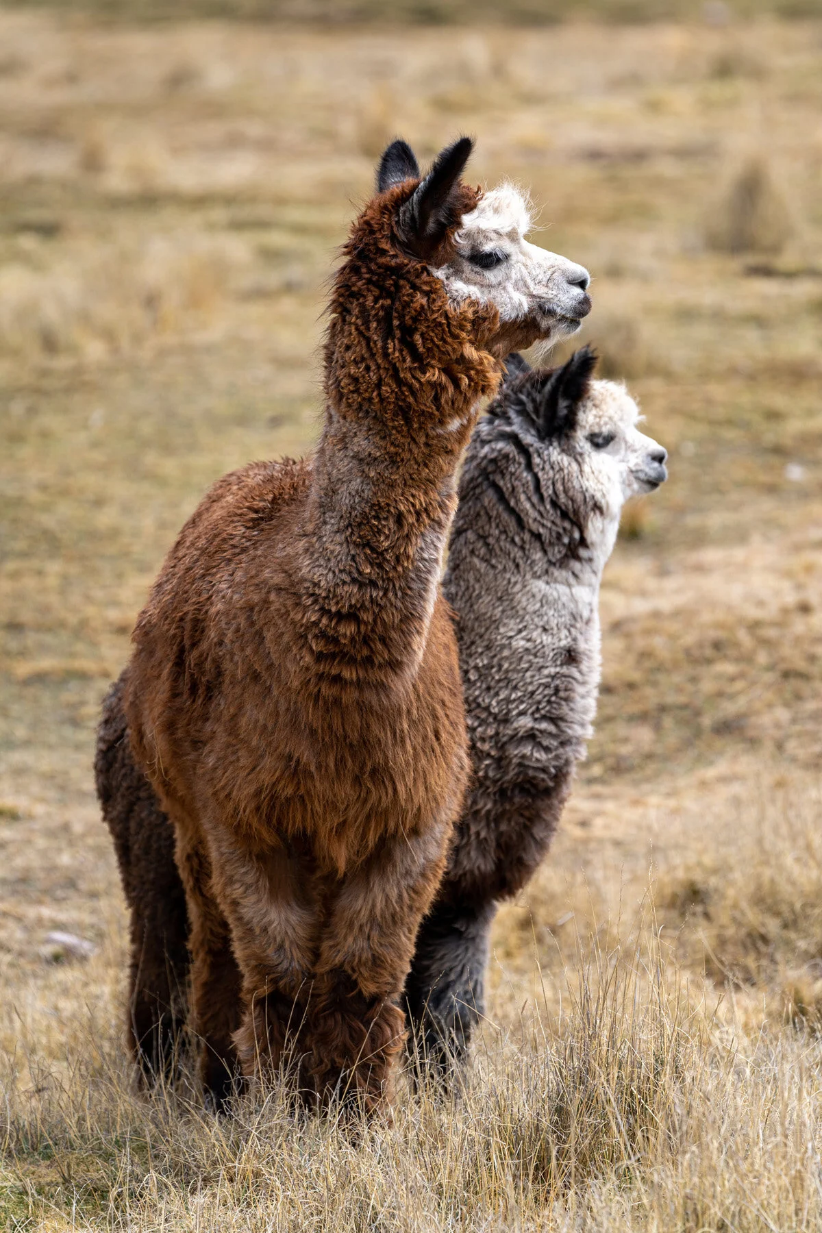 Andes Mountains Peru Quechua Benefit Picotani Spar Macusani Alpaca