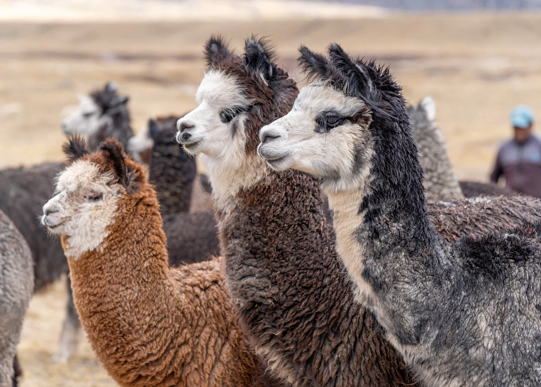 Andes Mountains Peru Quechua Benefit Picotani Spar Macusani Alpaca
