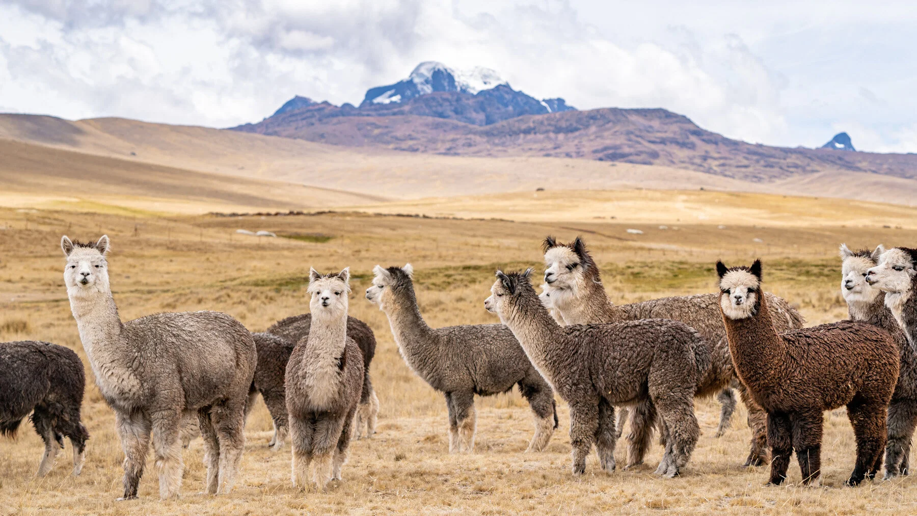 Andes Mountains Peru Quechua Benefit Picotani Spar Macusani Alpaca