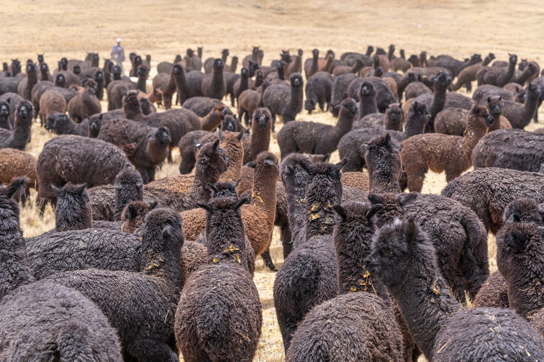 Andes Mountains Peru Quechua Benefit Picotani Spar Macusani Alpaca