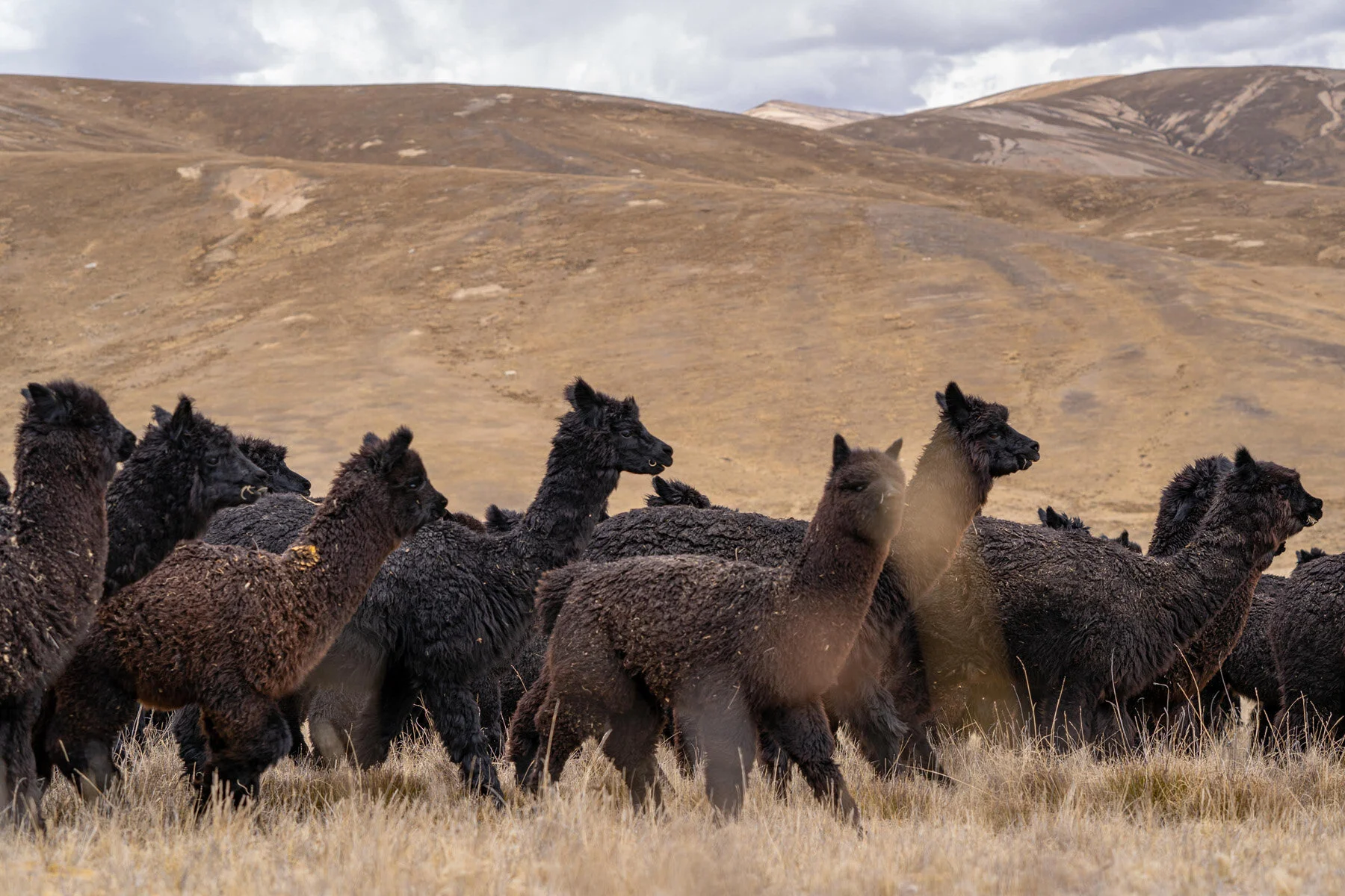 Andes Mountains Peru Quechua Benefit Picotani Spar Macusani Alpaca