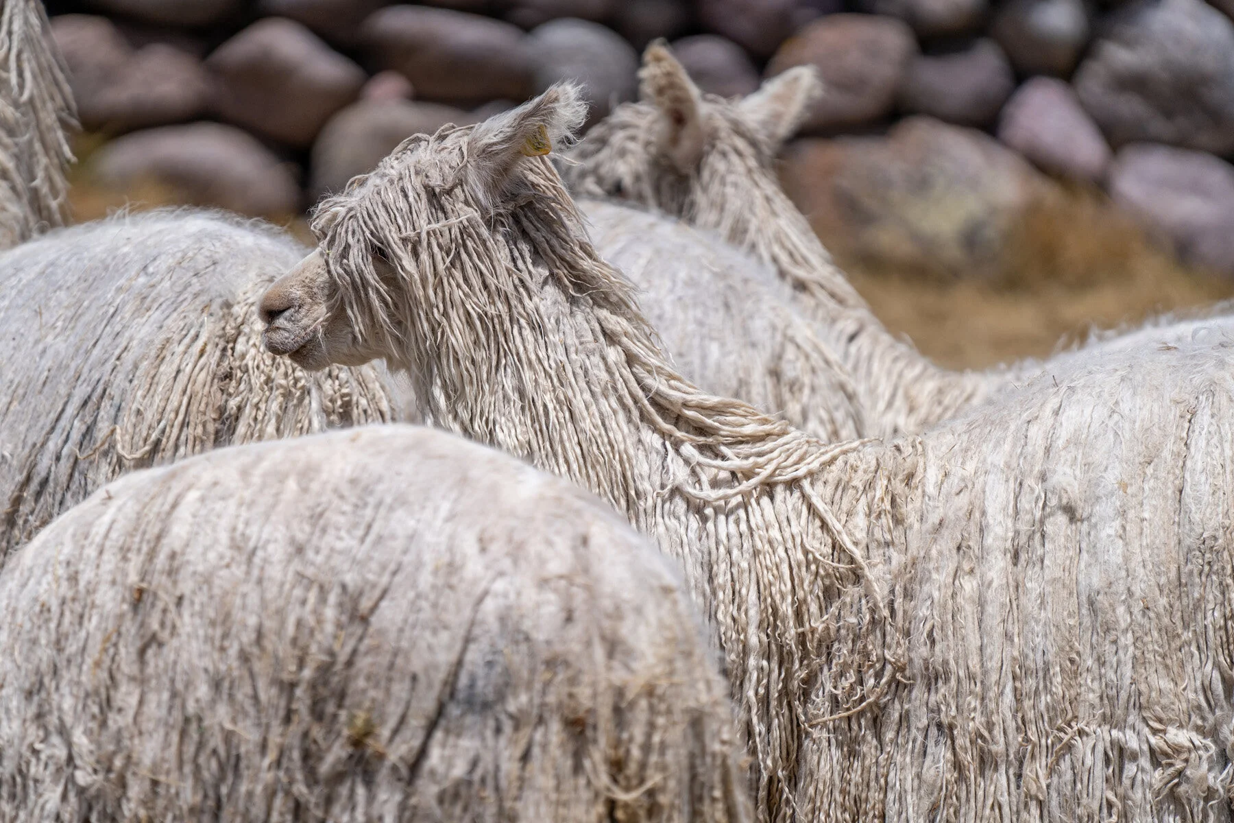 Andes Mountains Peru Quechua Benefit Picotani Spar Macusani Alpaca
