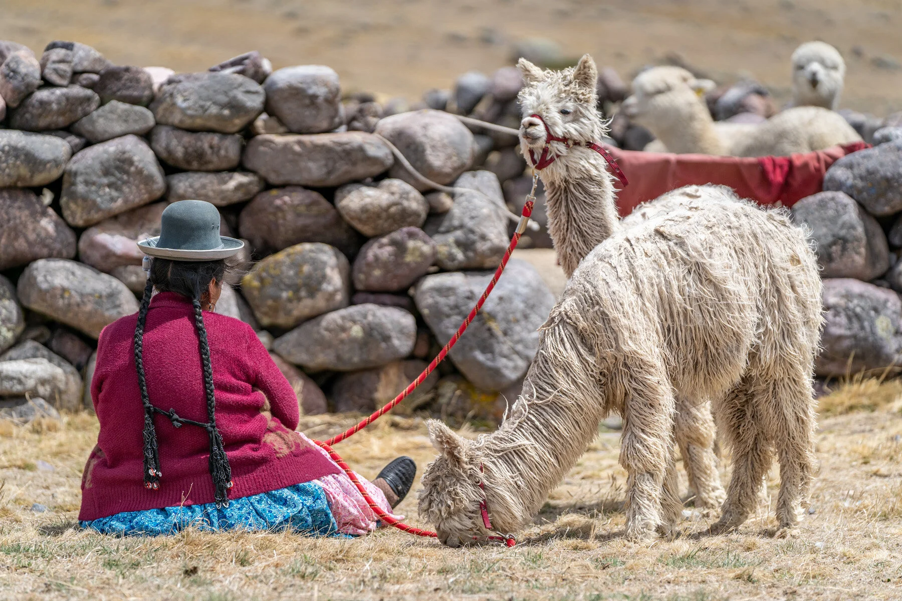 Andes Mountains Peru Quechua Benefit Picotani Spar Macusani Alpaca
