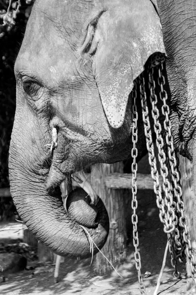 Kandy Sri Lanka February2015 Samsung NX1 200mm