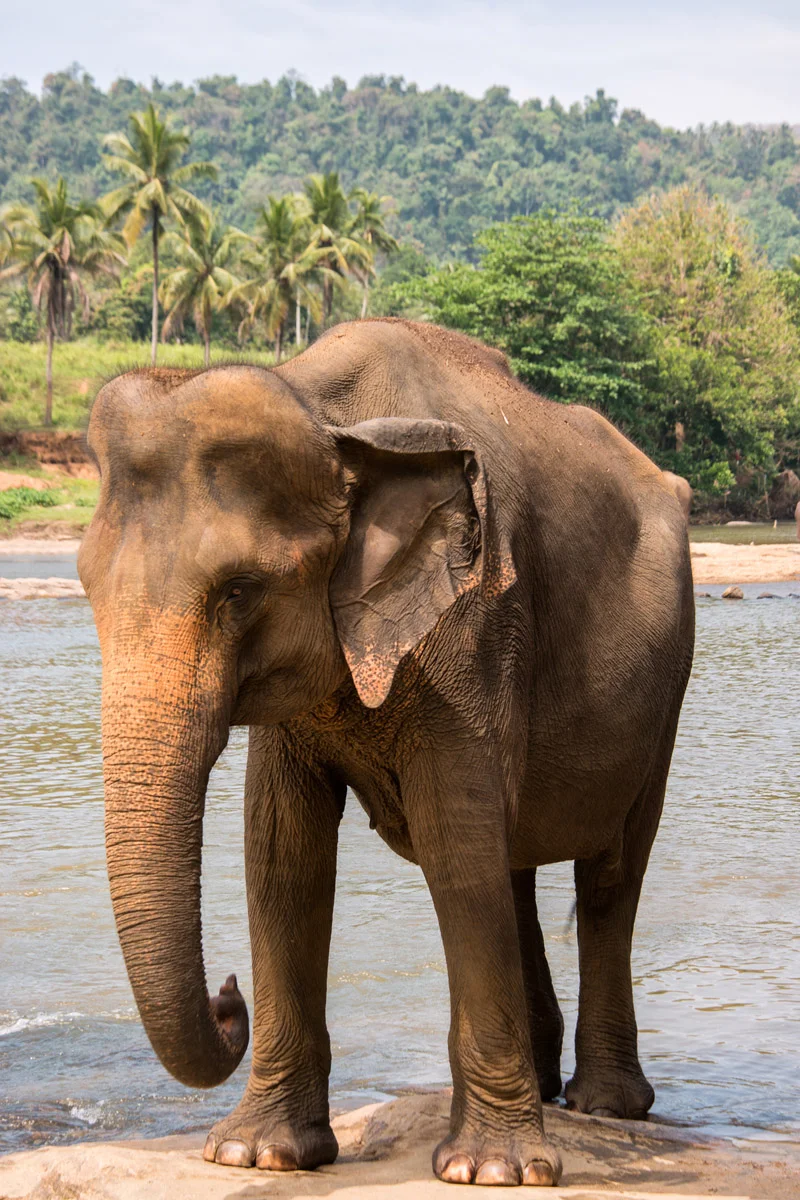 Kandy Sri Lanka February2015 Samsung NX1 200mm