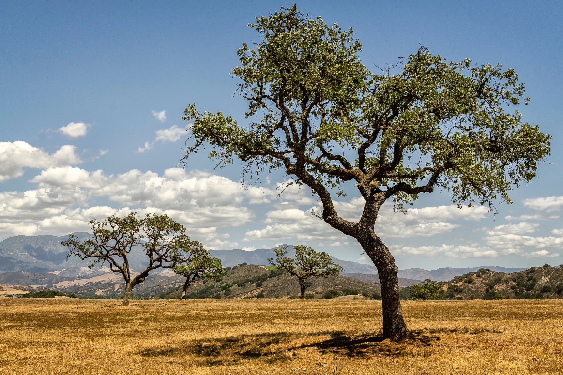 California Live Oak Tree. Santa Ynez Valley. Wasim Muklashy Photography