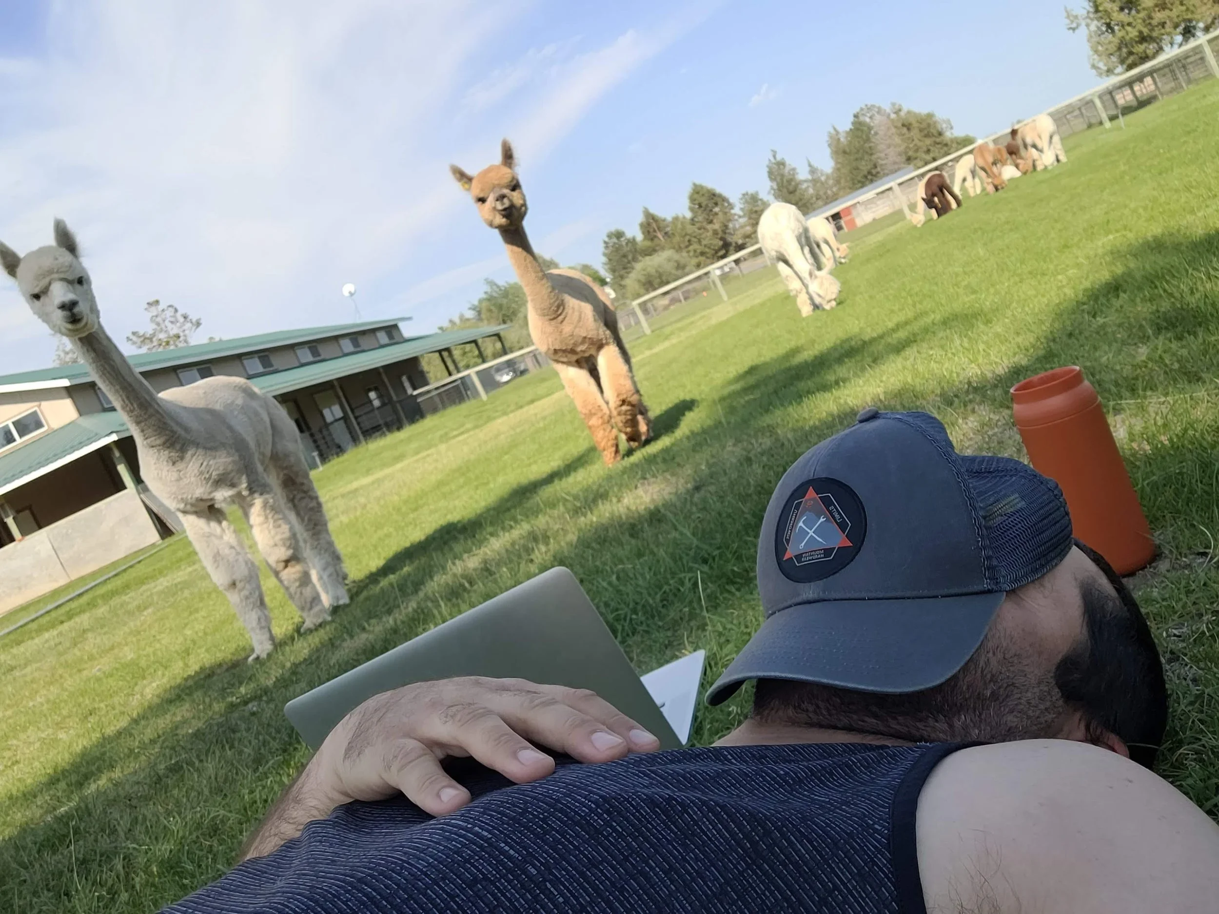 Alpaca-preneur!? Married!? Wuh!? Did Not See THAT Coming…