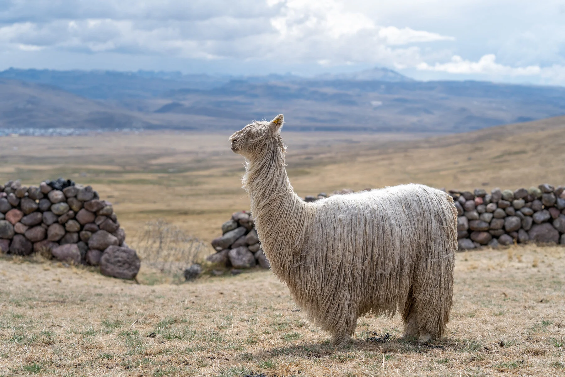 Andes Mountains Peru Quechua Benefit Picotani Spar Macusani Alpaca