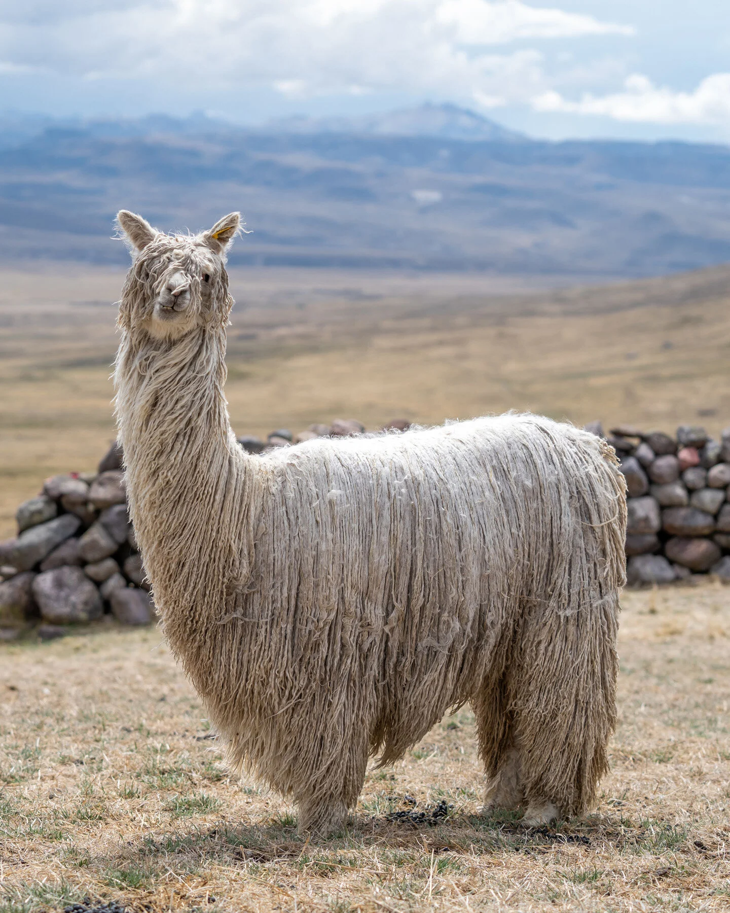 Andes Mountains Peru Quechua Benefit Picotani Spar Macusani Alpaca