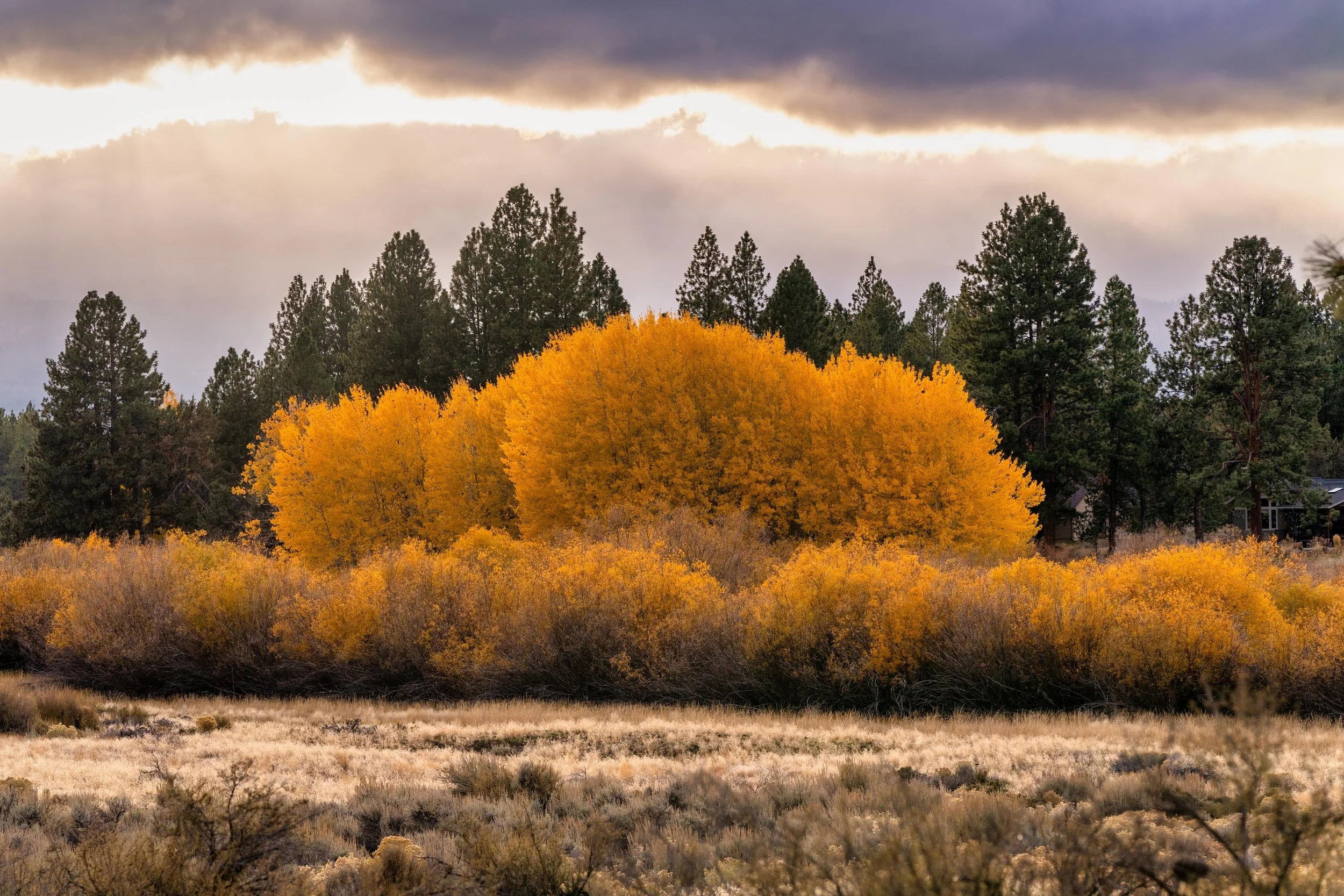 Fall2021 Indian Ford Meadow Preserve Deschutes Land Trust Photographyby 3600px