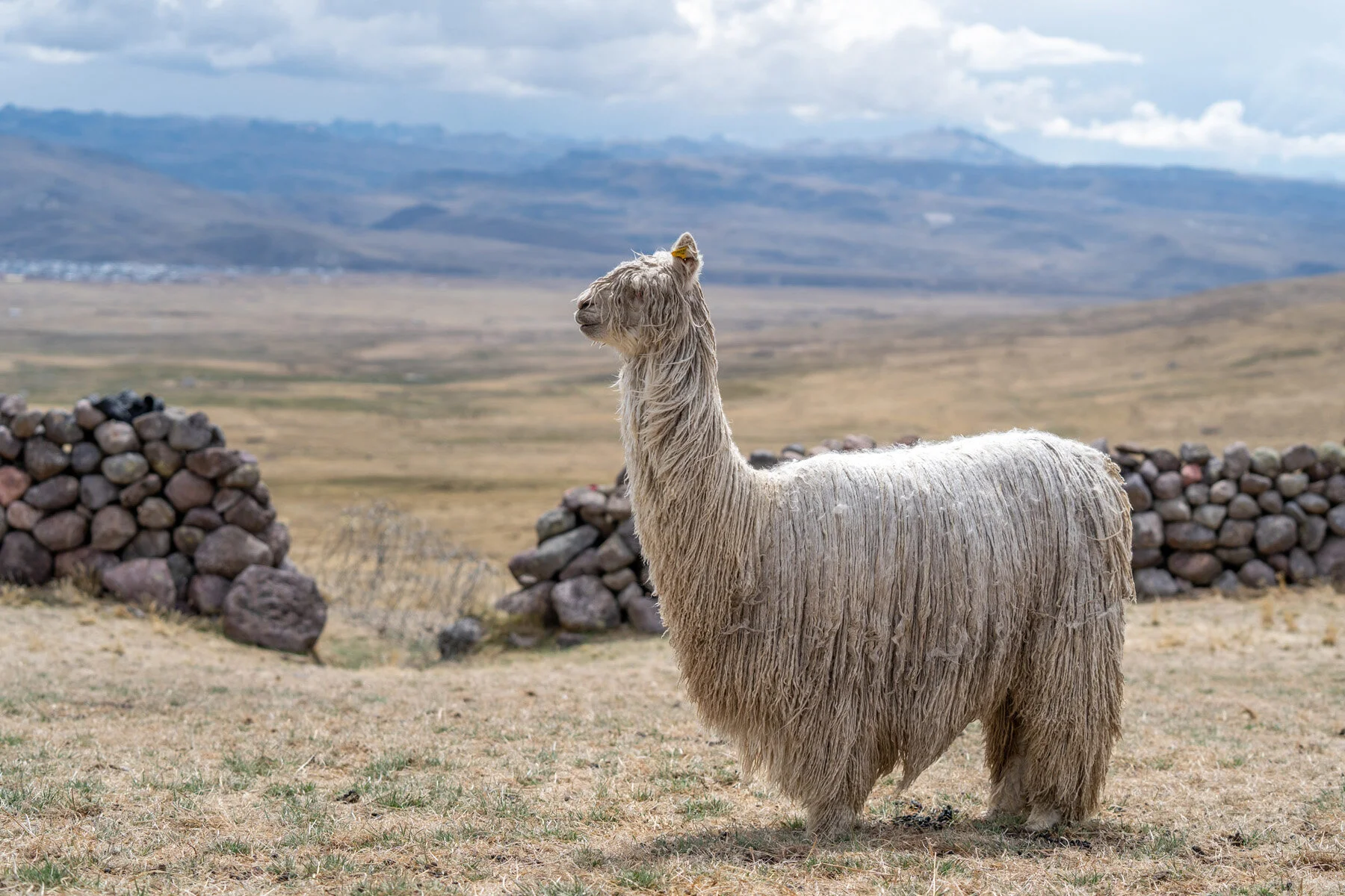 Andes Mountains Peru Quechua Benefit Picotani Spar Macusani Alpaca