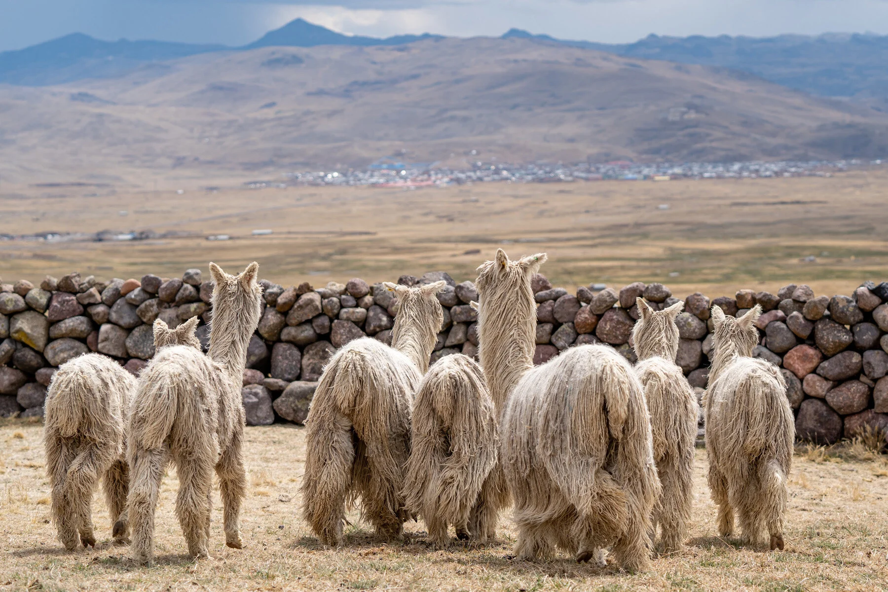 Andes Mountains Peru Quechua Benefit Picotani Spar Macusani Alpaca
