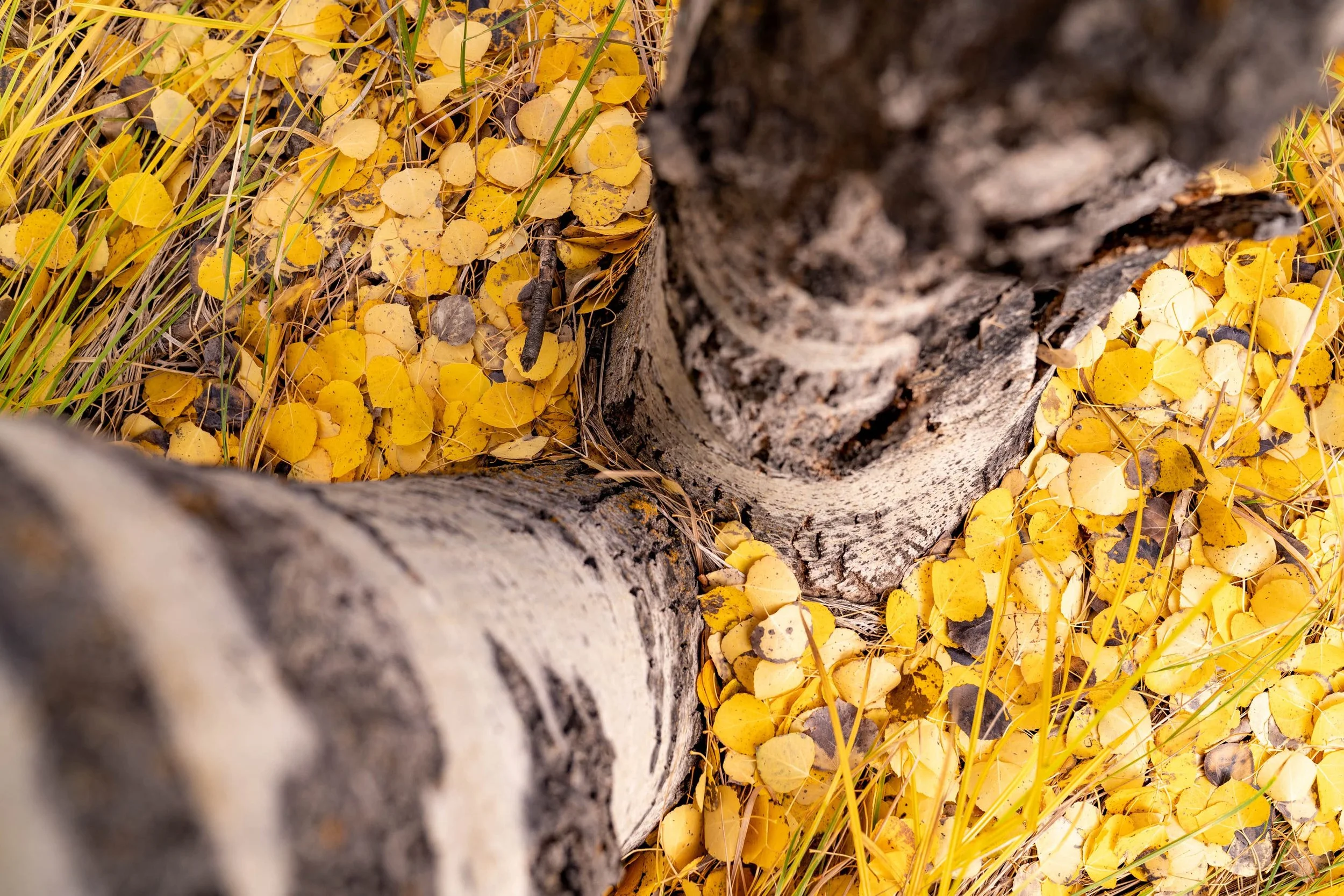 Fall2021 Camp Polk Meadow Preserve Deschutes Land Trust Photographyby 3600px