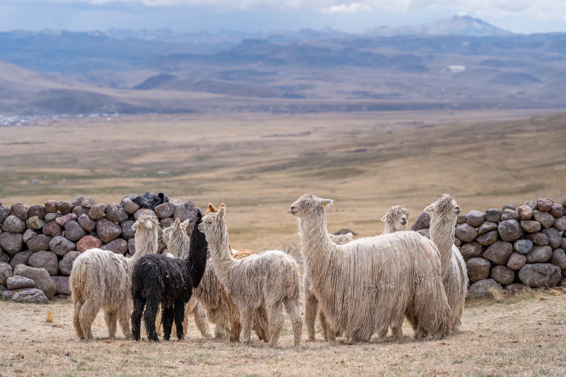 Andes Mountains Peru Quechua Benefit Picotani Spar Macusani Alpaca