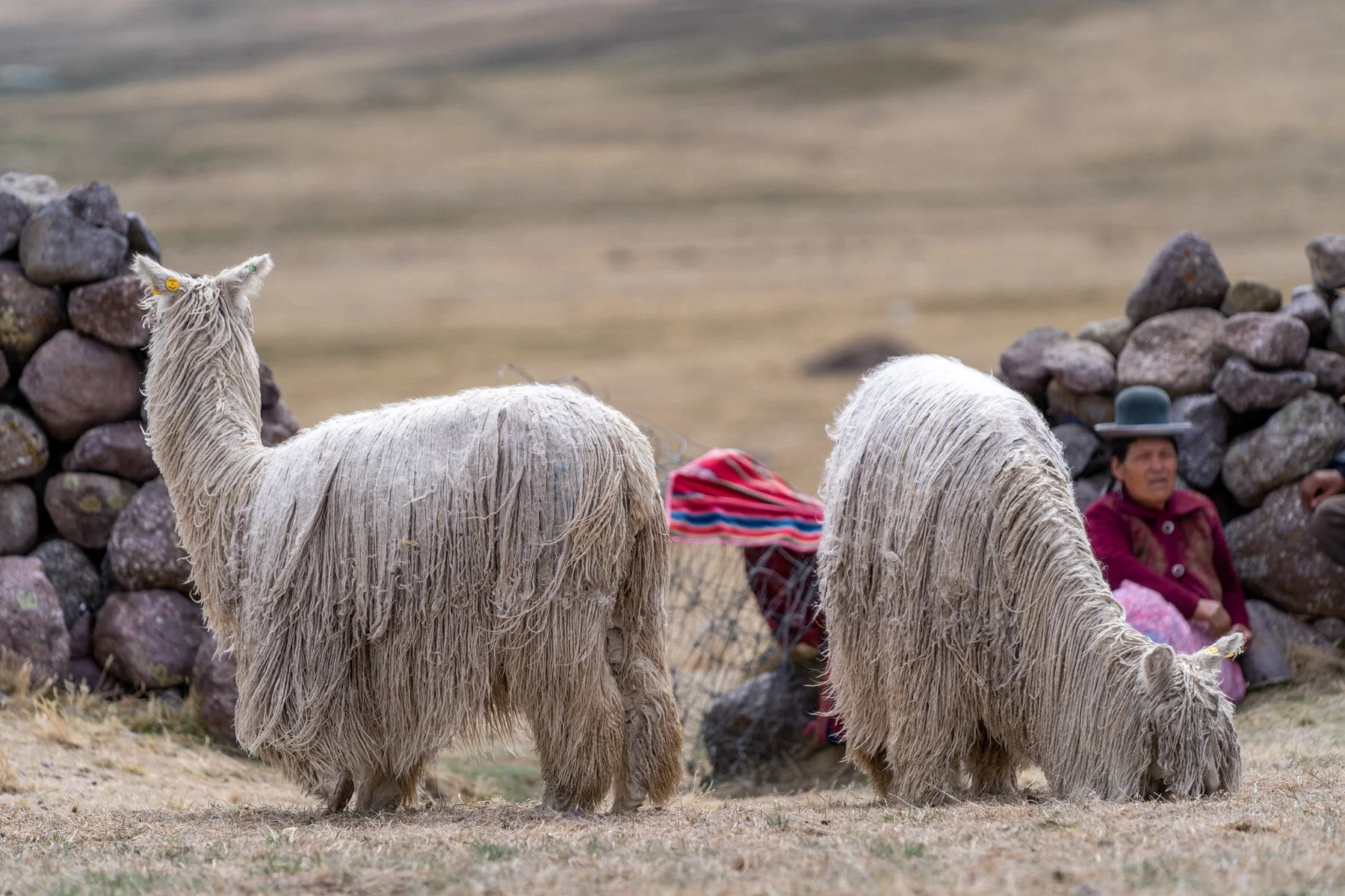 Andes Mountains Peru Quechua Benefit Picotani Spar Macusani Alpaca