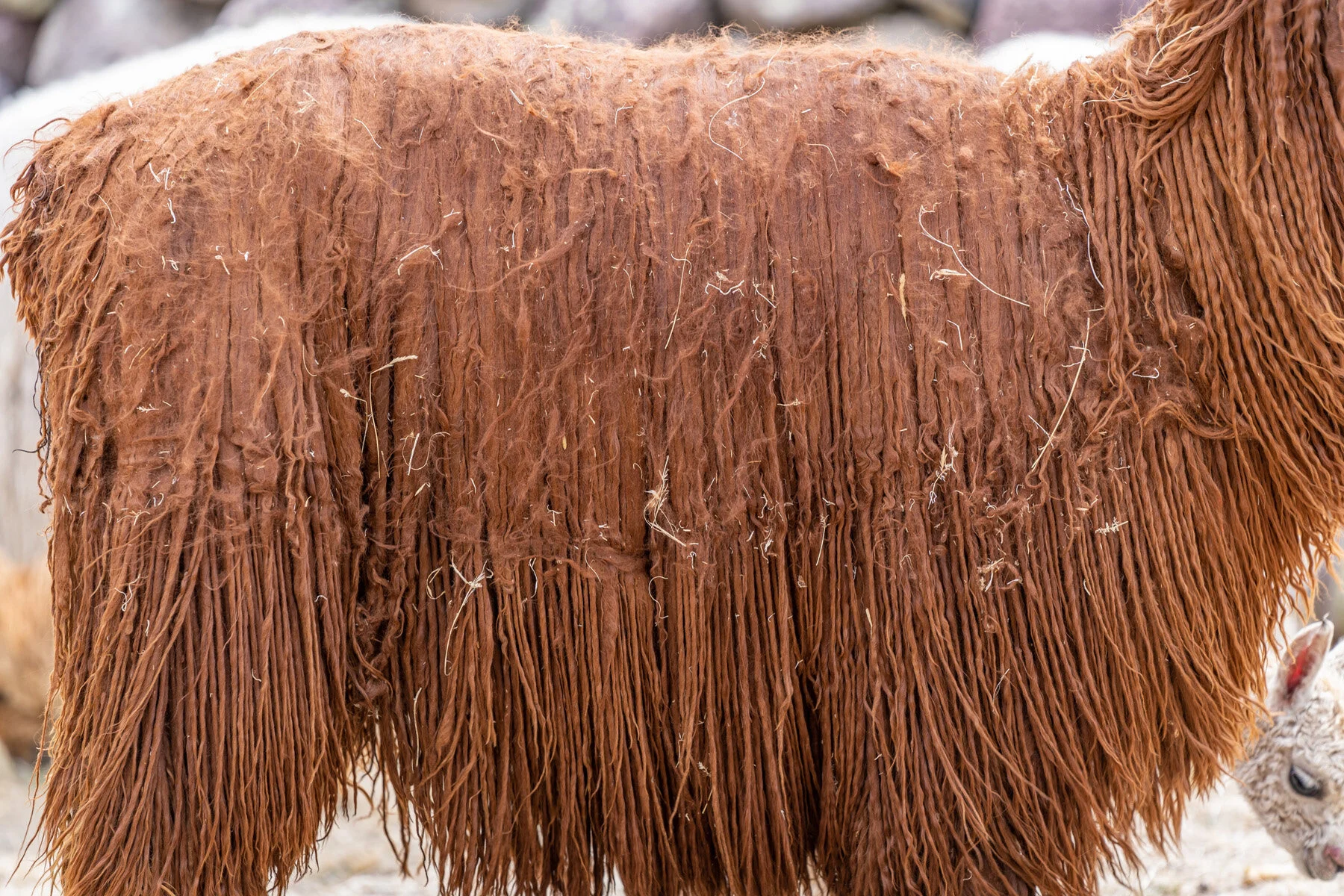 Andes Mountains Peru Quechua Benefit Picotani Spar Macusani Alpaca