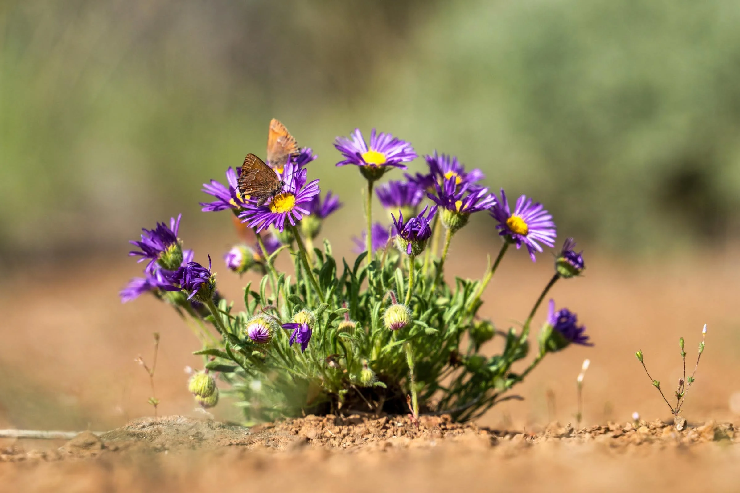Spring2023 Whychus Canyon Preserve Deschutes Land Trust Sisters Oregon Photographyby 2400px webres