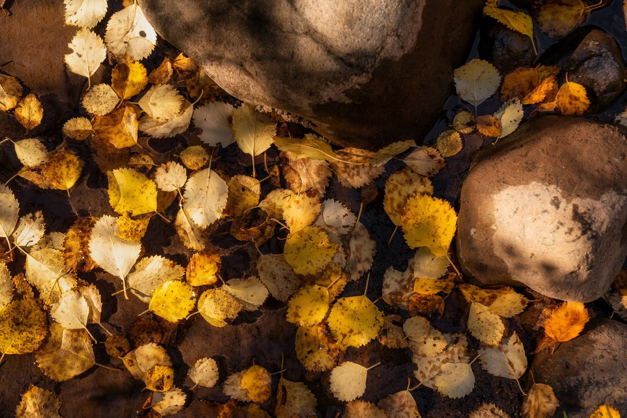 Fall2022 Whychus Canyon Preserve Deschutes Land Trust Sisters Oregon Photographyby