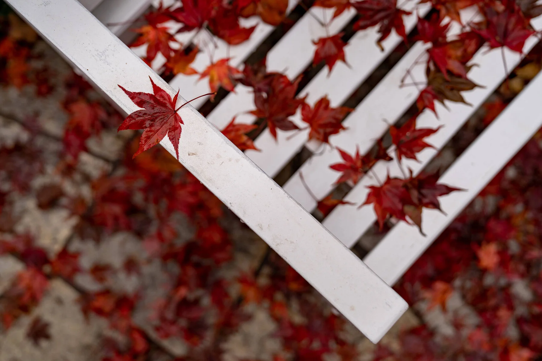 Oakwood Gardens Straddling Fall26Winter Photographyby