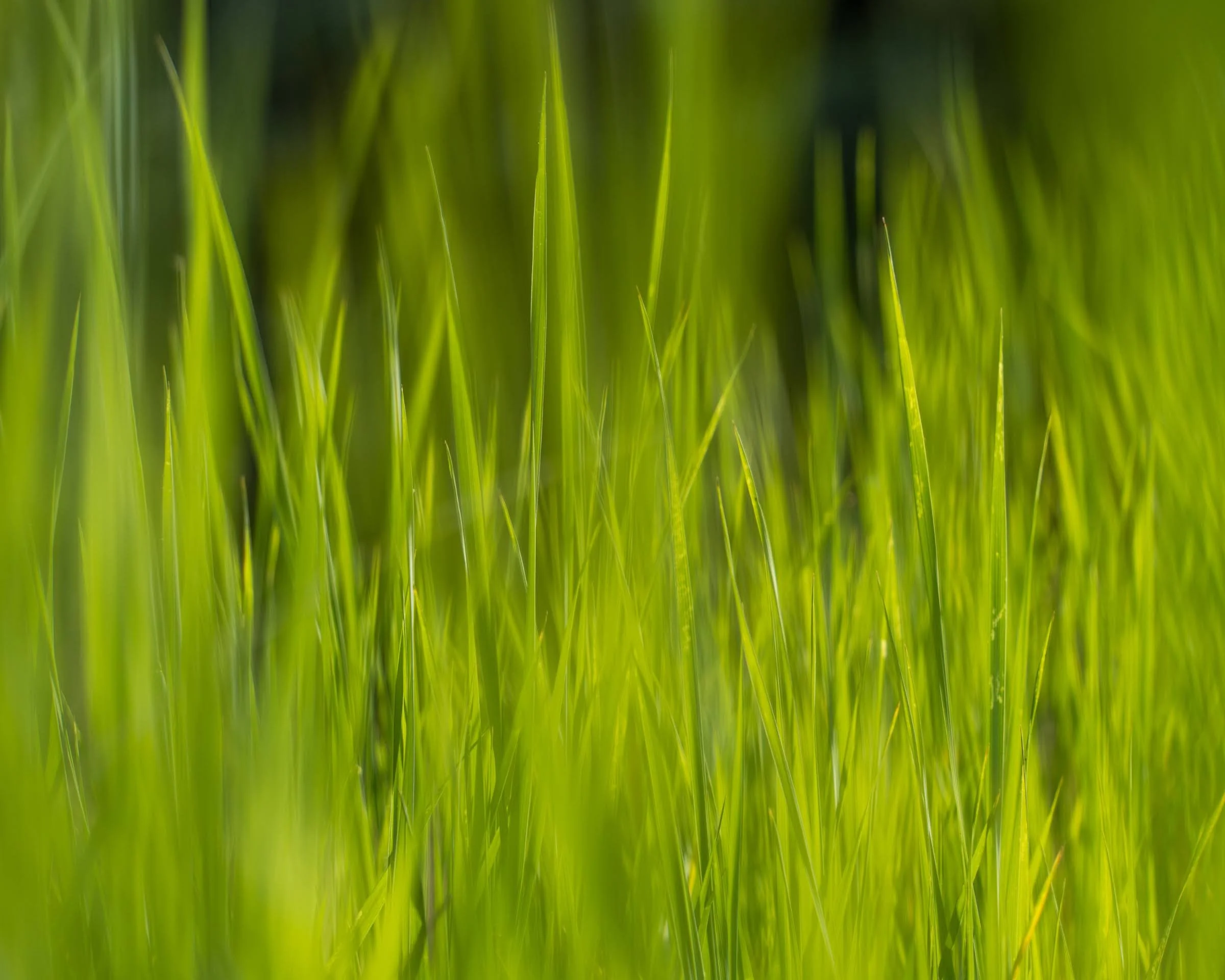 Spring2023 Whychus Canyon Preserve Deschutes Land Trust Sisters Oregon Photographyby 2400px webres