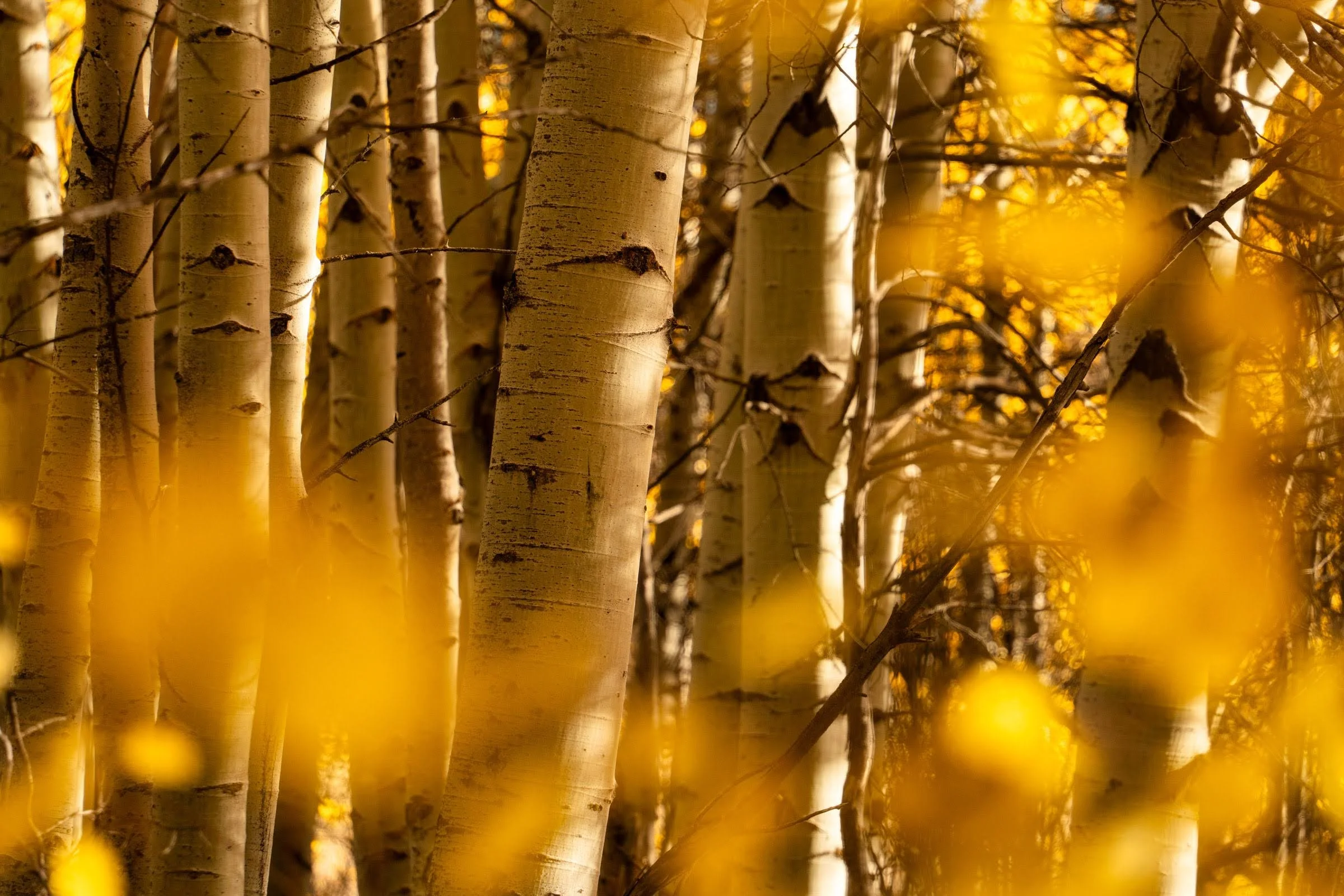 Fall2025 Camp Polk Deschutes Land Trust Paulina Creek Preserve Photographyby 2400px webres