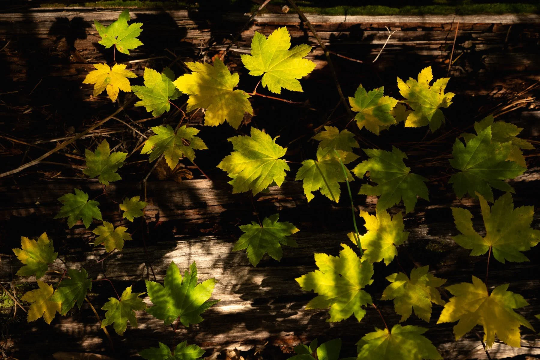 Metolius Preserve Deschutes Land Trust Sisters Oregon Photographyby