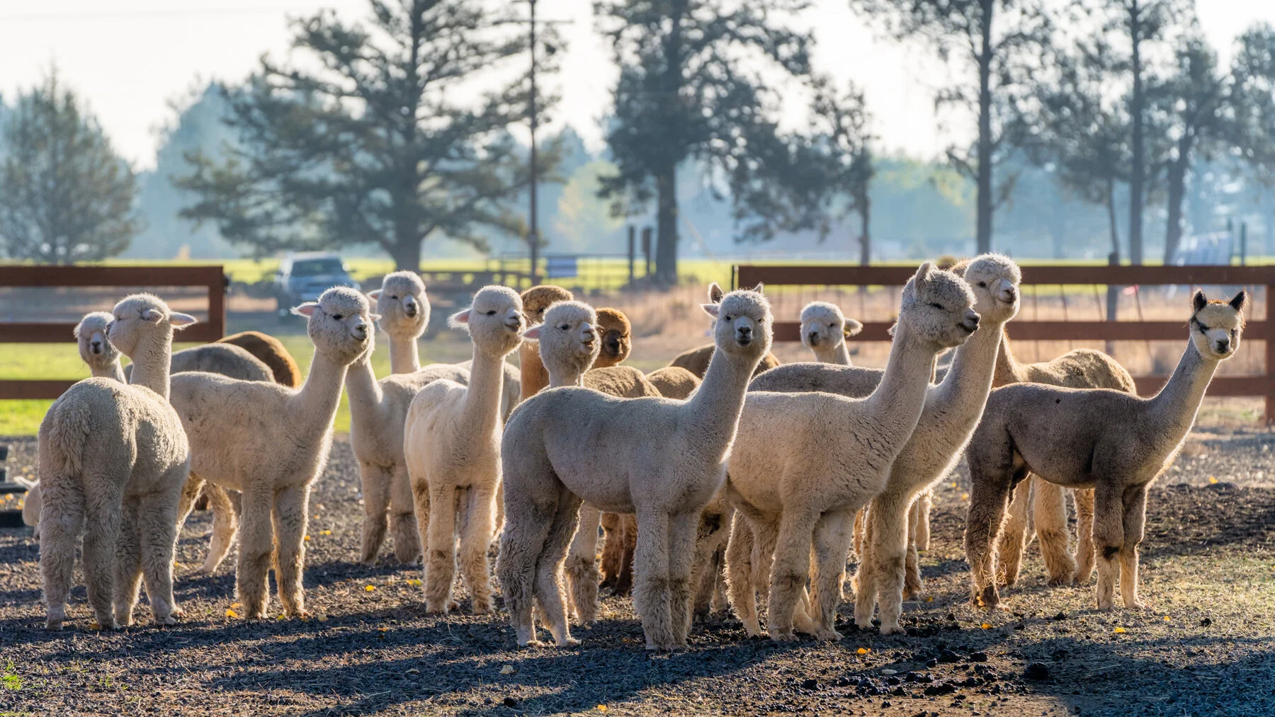 Flying Dutchman Alpacas by