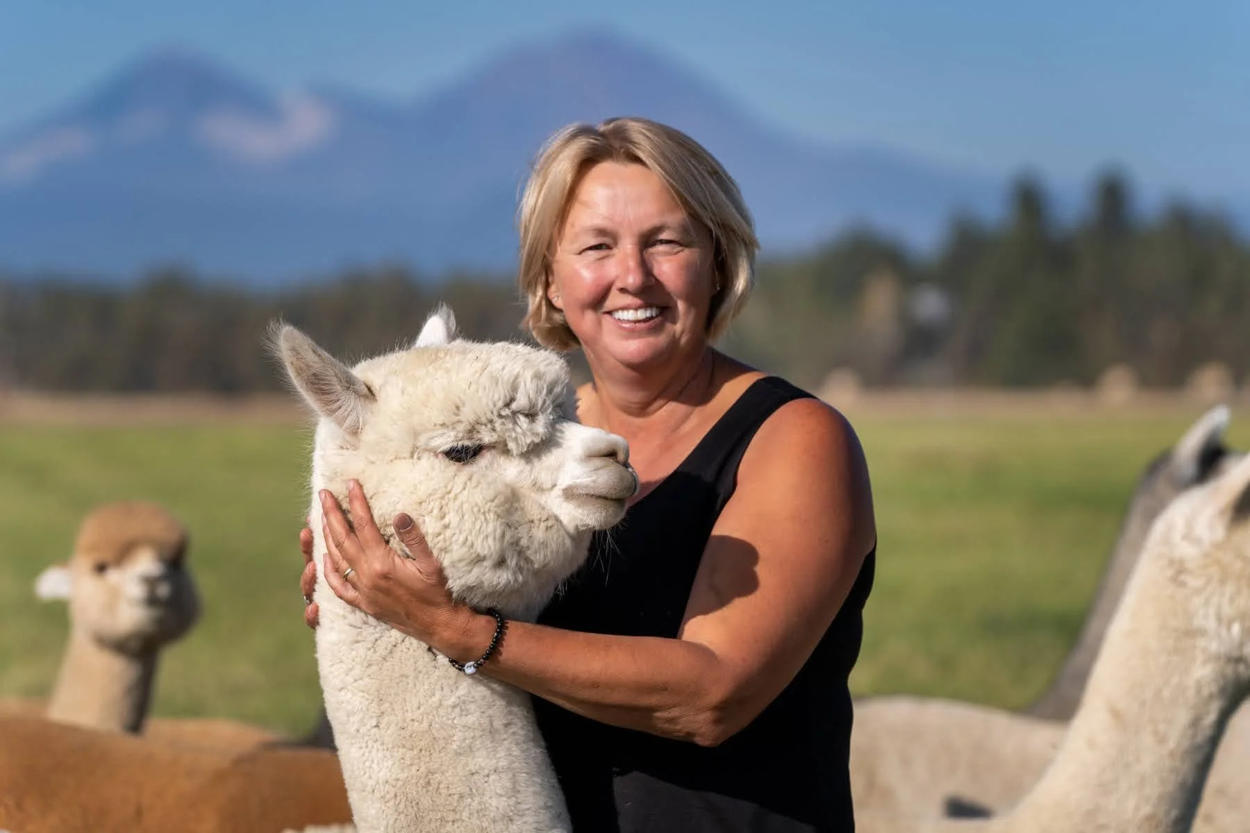 Flying Dutchman Alpacas by