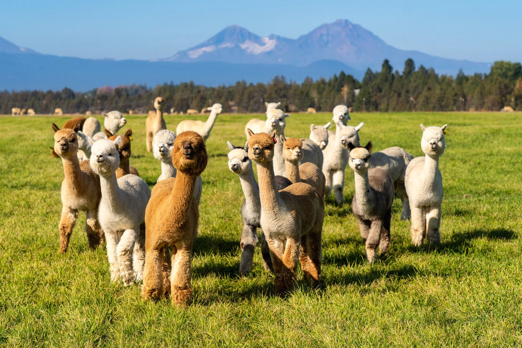 Flying Dutchman Alpacas by