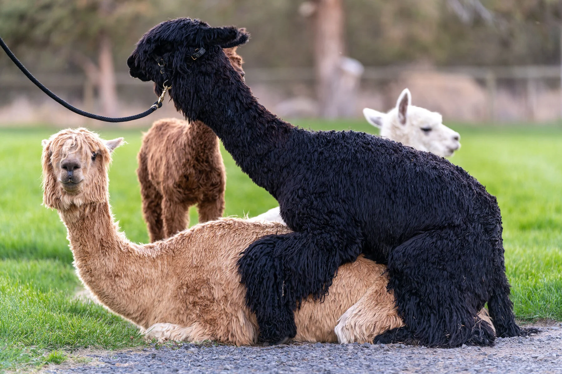 Flying Dutchman Alpacas by