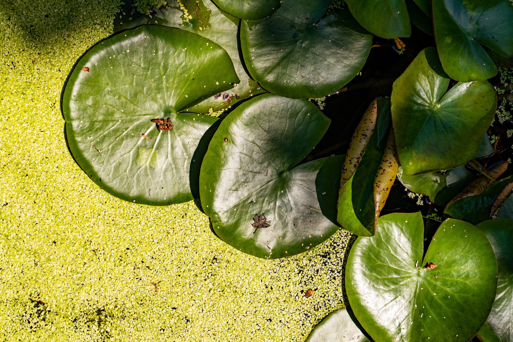 Photographyby Wasim Oakwood Gardens Hillsboro Oregon Spring2020