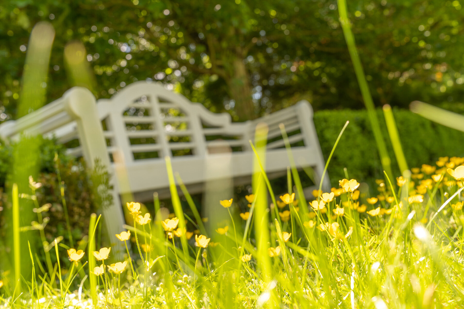 Photographyby Wasim Oakwood Gardens Hillsboro Oregon Spring2020
