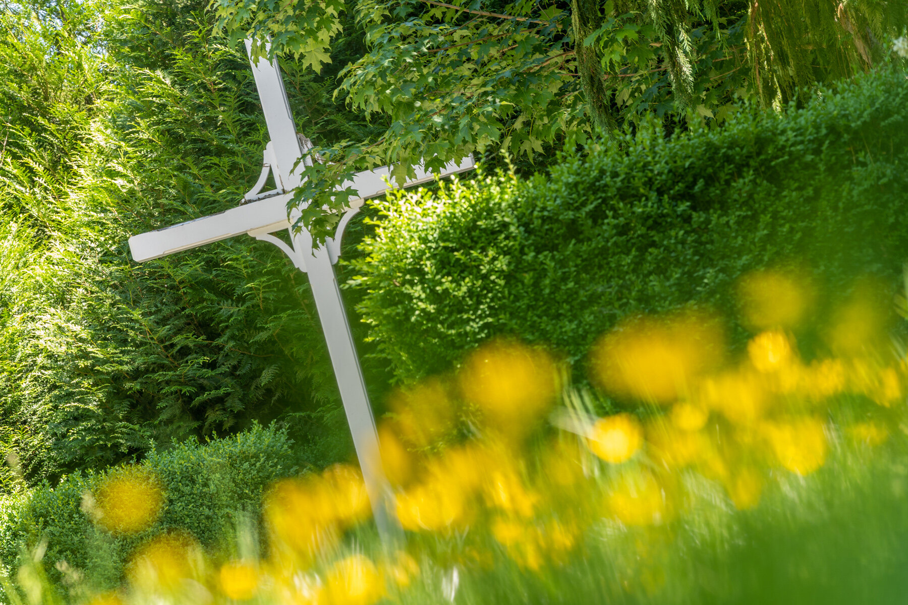 Photographyby Wasim Oakwood Gardens Hillsboro Oregon Spring2020