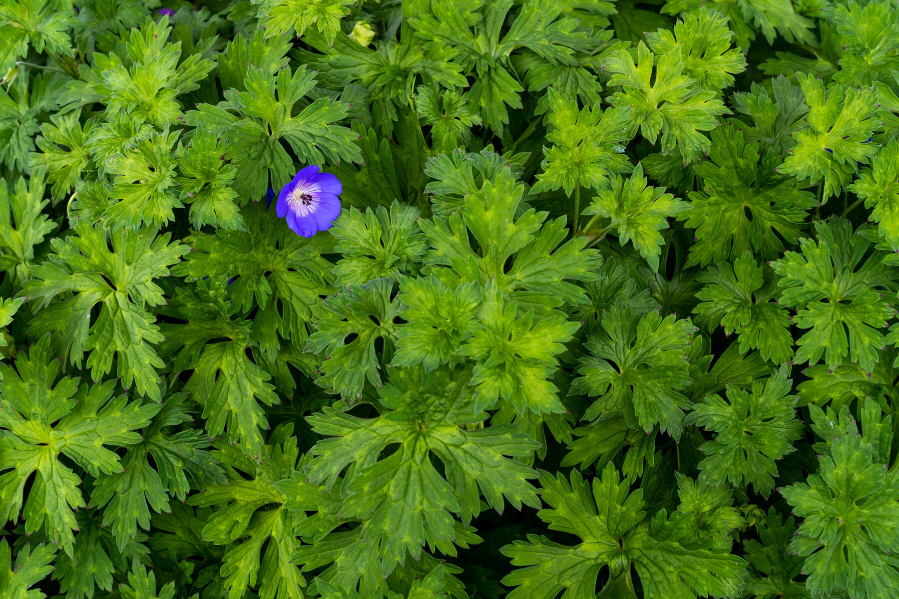 Photographyby Wasim Oakwood Gardens Hillsboro Oregon Spring2020