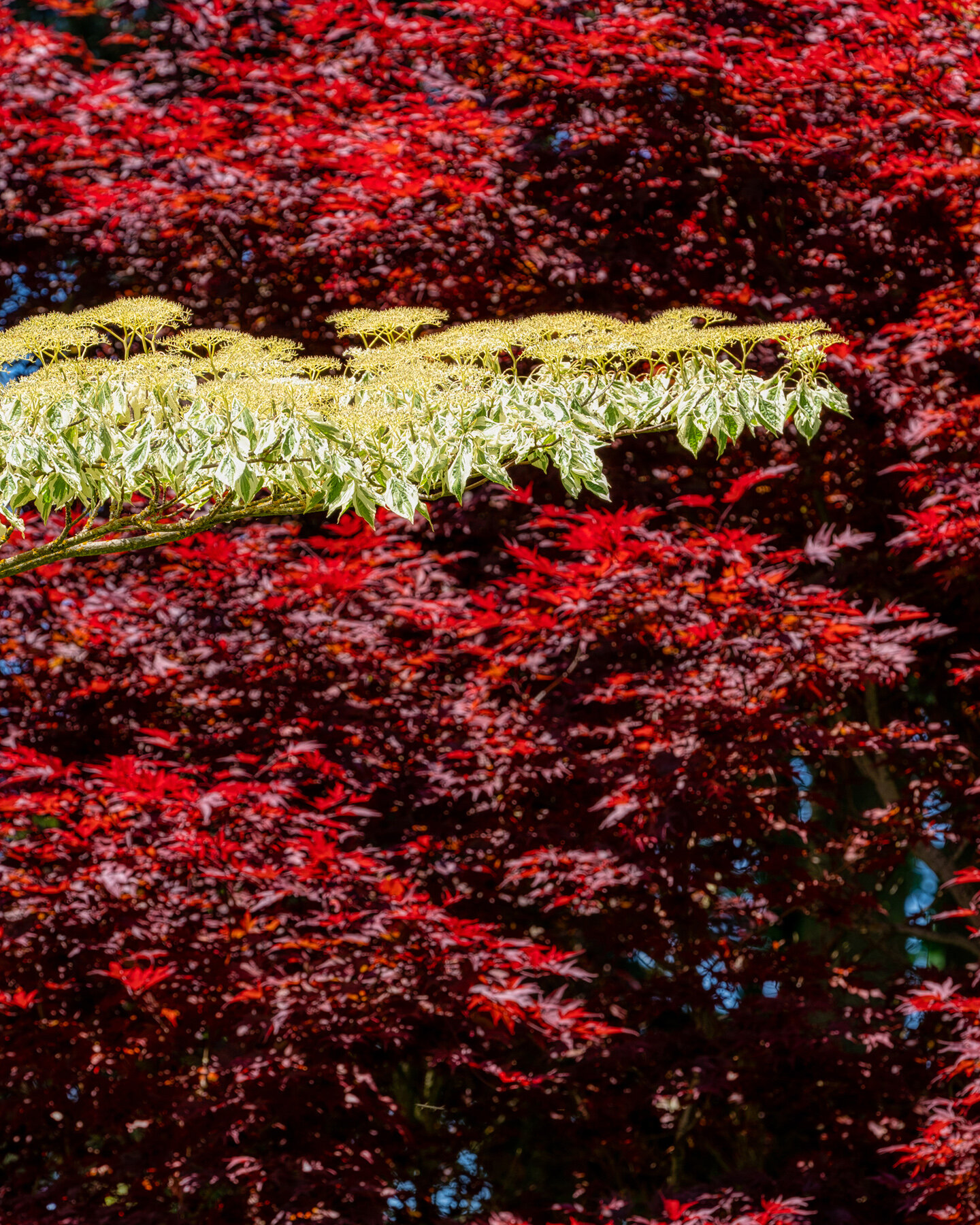 Photographyby Wasim Oakwood Gardens Hillsboro Oregon Spring2020