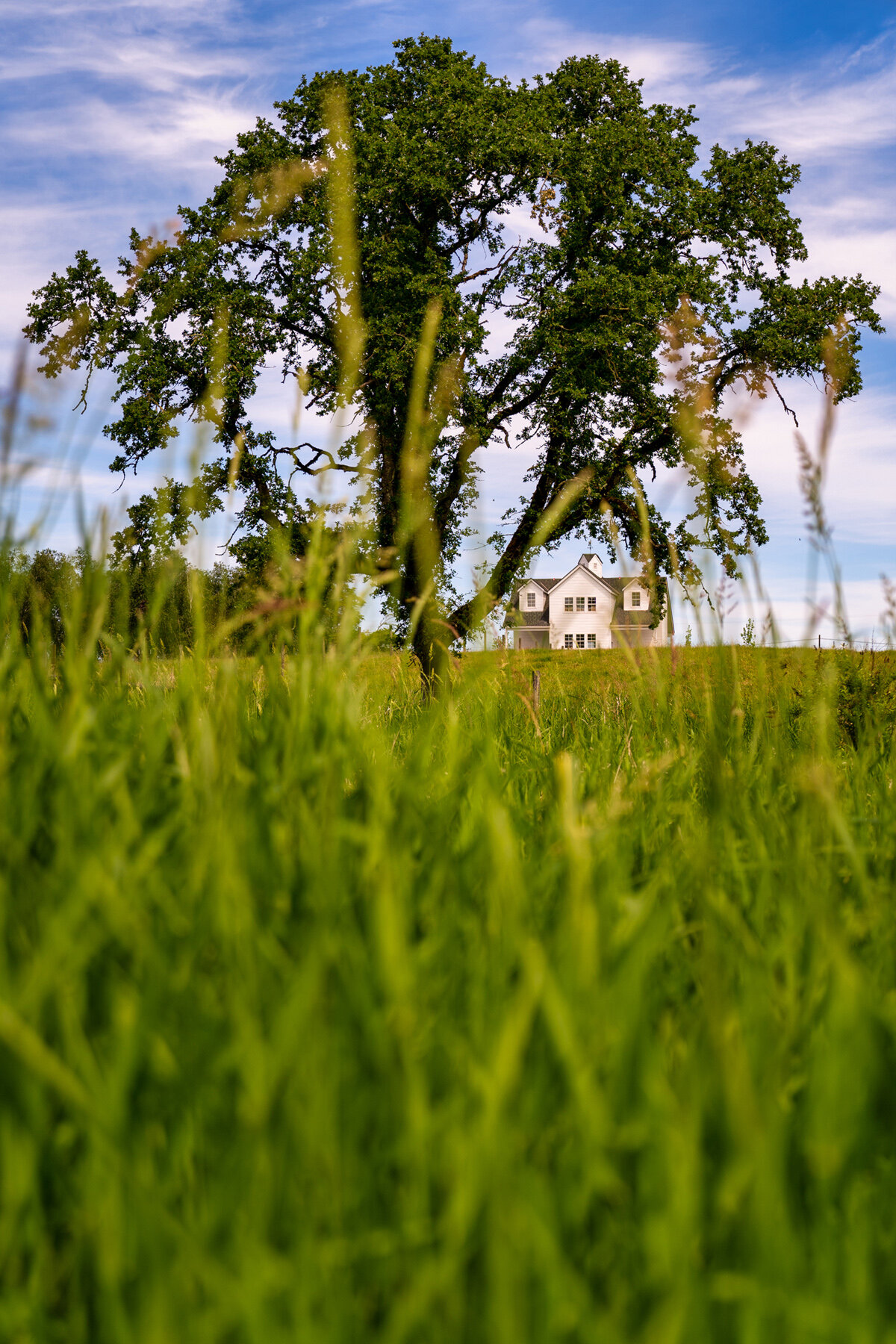 Photographyby Wasim Oakwood Gardens Hillsboro Oregon Spring2020